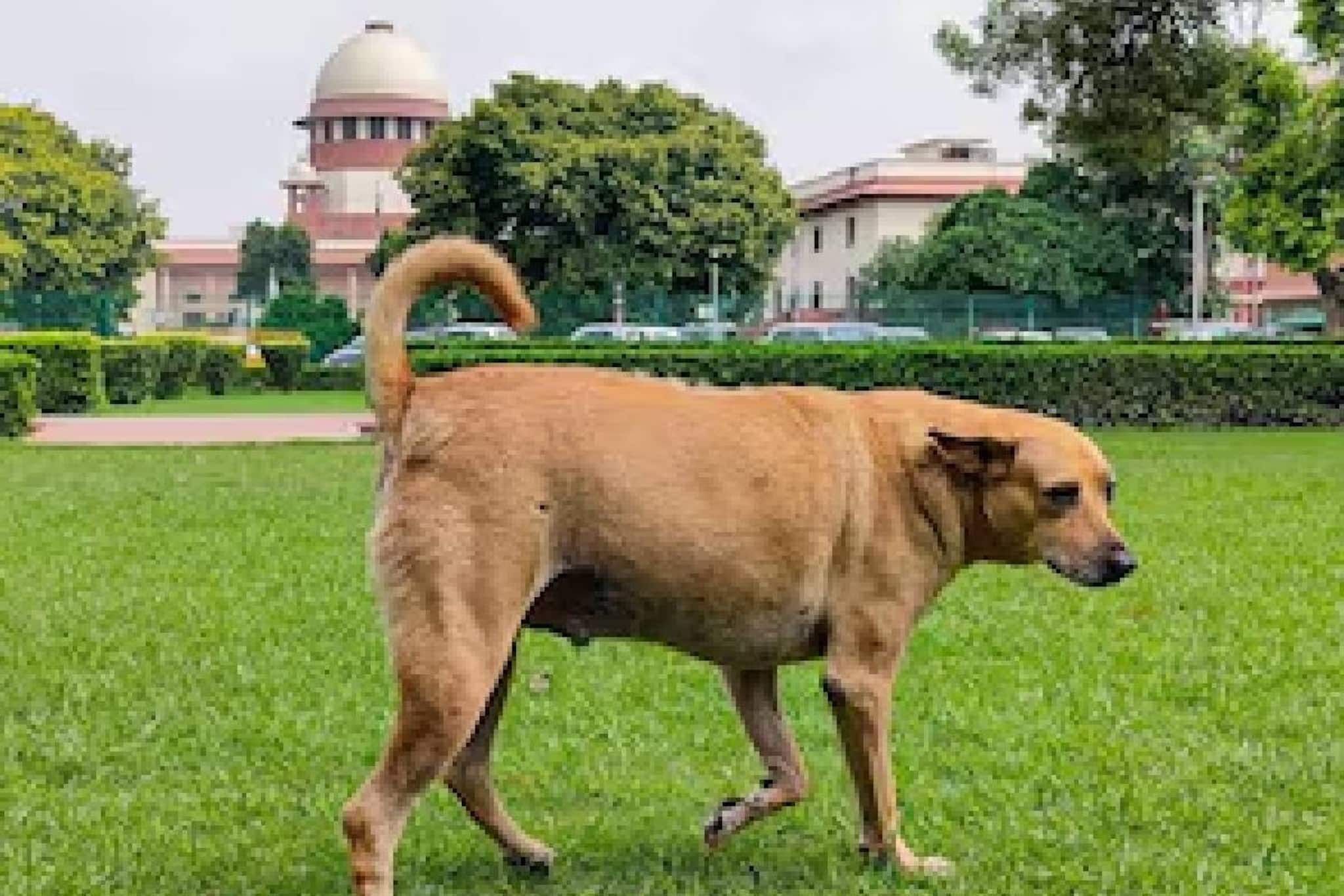 കുട്ടികളെയോ പ്രായമായവരെയോ തെരുവ് നായ കടിച്ച് പരിക്കോ മരണമോ സംഭവിച്ചാല്‍ വലിയ തുക നഷ്ടപരിഹാരം; സുപ്രീം കോടതി