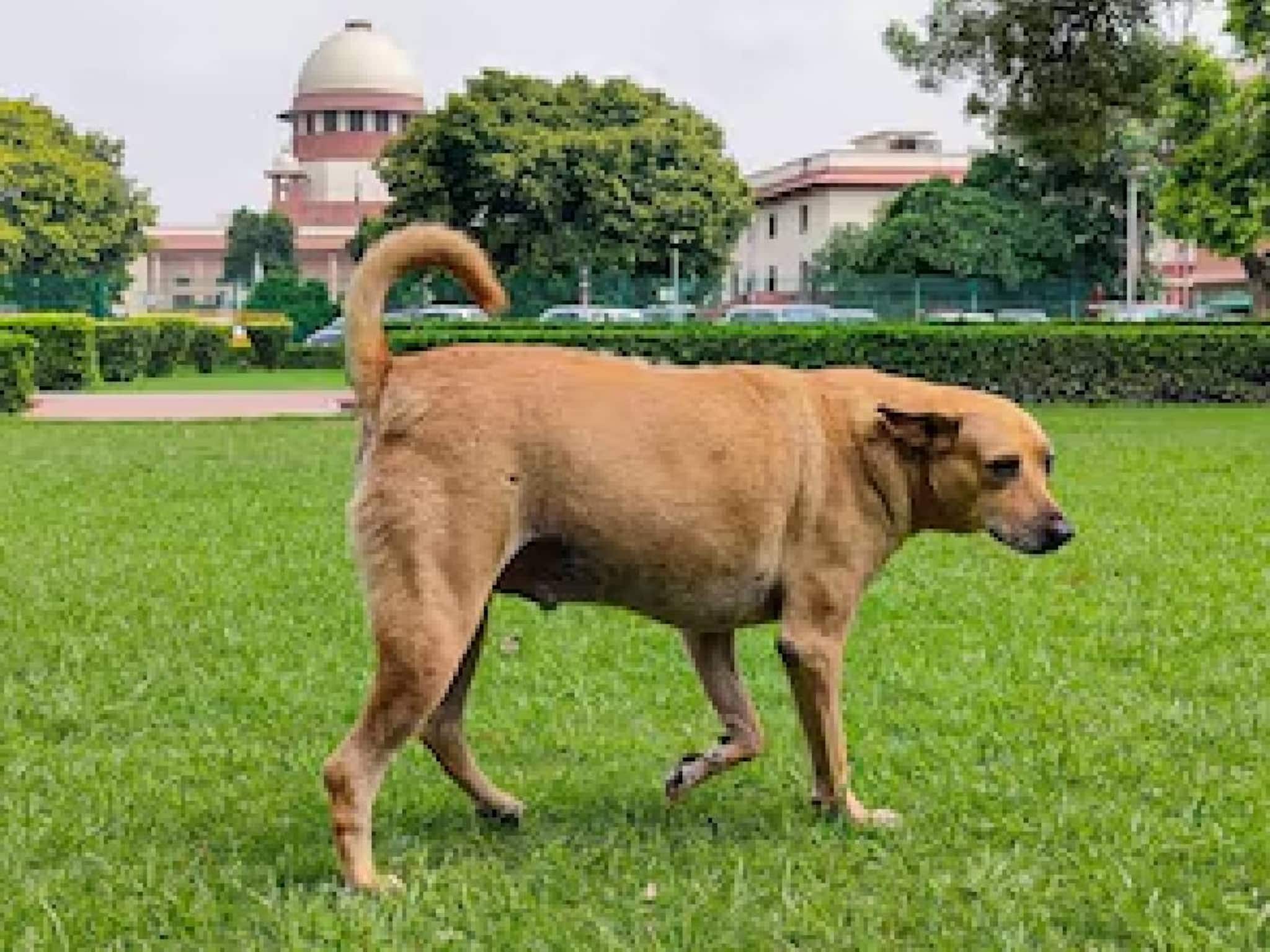 കുട്ടികളെയോ പ്രായമായവരെയോ തെരുവ് നായ കടിച്ച് പരിക്കോ മരണമോ സംഭവിച്ചാല്‍ വലിയ തുക നഷ്ടപരിഹാരം; സുപ്രീം കോടതി