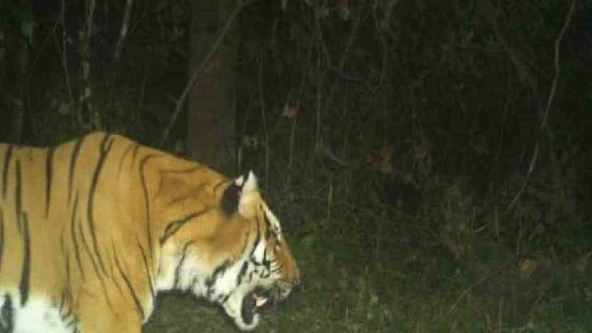 പ്രണയസാഫല്യത്തിനായി 300  കിലോമീറ്ററോളം സഞ്ചരിച്ച് കടുവയെത്തി; ഭൂട്ടാനിൽ നിന്നും ബംഗാളിലേക്ക്
