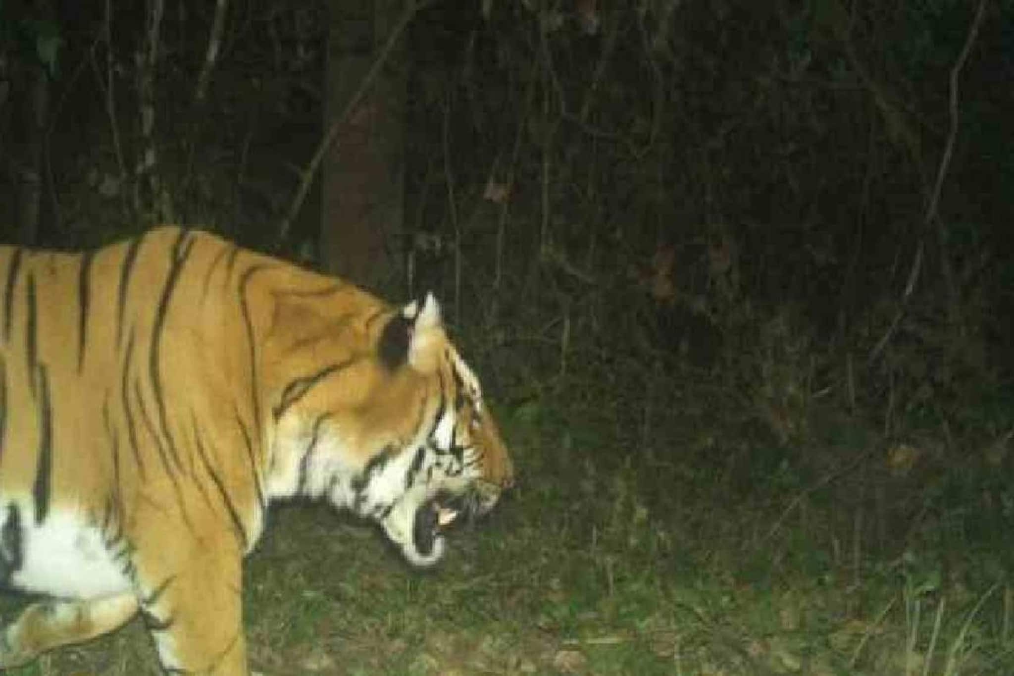 പ്രണയസാഫല്യത്തിനായി 300  കിലോമീറ്ററോളം സഞ്ചരിച്ച് കടുവയെത്തി; ഭൂട്ടാനിൽ നിന്നും ബംഗാളിലേക്ക്