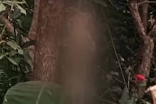 കോഴിക്കോട് മിണ്ടാപ്രാണിയോട് കൊടുംക്രൂരത; പന്തീരാങ്കാവിൽ പൂച്ചയെ മരക്കൊമ്പിൽ കെട്ടിത്തൂക്കിക്കൊന്ന നിലയിൽ