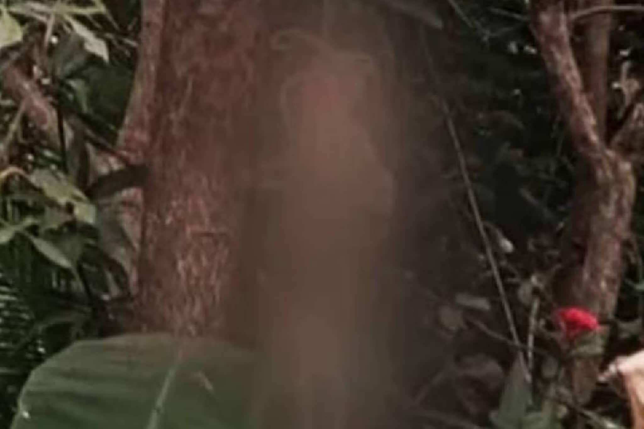 കോഴിക്കോട് മിണ്ടാപ്രാണിയോട് കൊടുംക്രൂരത; പന്തീരാങ്കാവിൽ പൂച്ചയെ മരക്കൊമ്പിൽ കെട്ടിത്തൂക്കിക്കൊന്ന നിലയിൽ