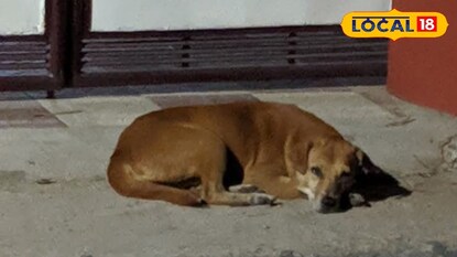 തെരുവ് നായ തെരുവ് നായ