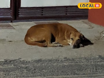 തെരുവ് നായ 