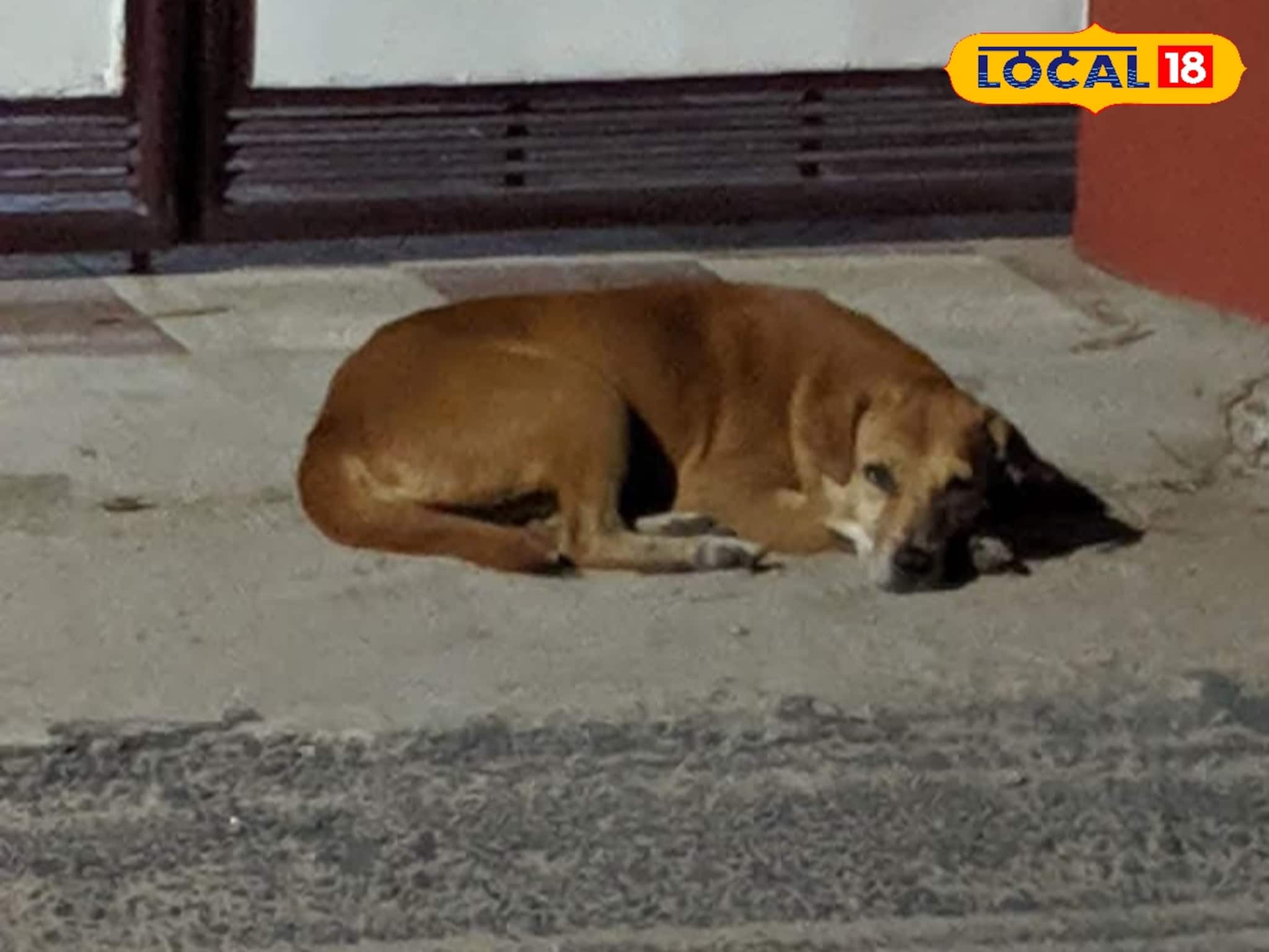 പേടിയില്ലാതെ നടക്കാം അനന്തപുരിയിൽ! നായശല്യത്തിന് പൂട്ടിടാൻ നഗരസഭ