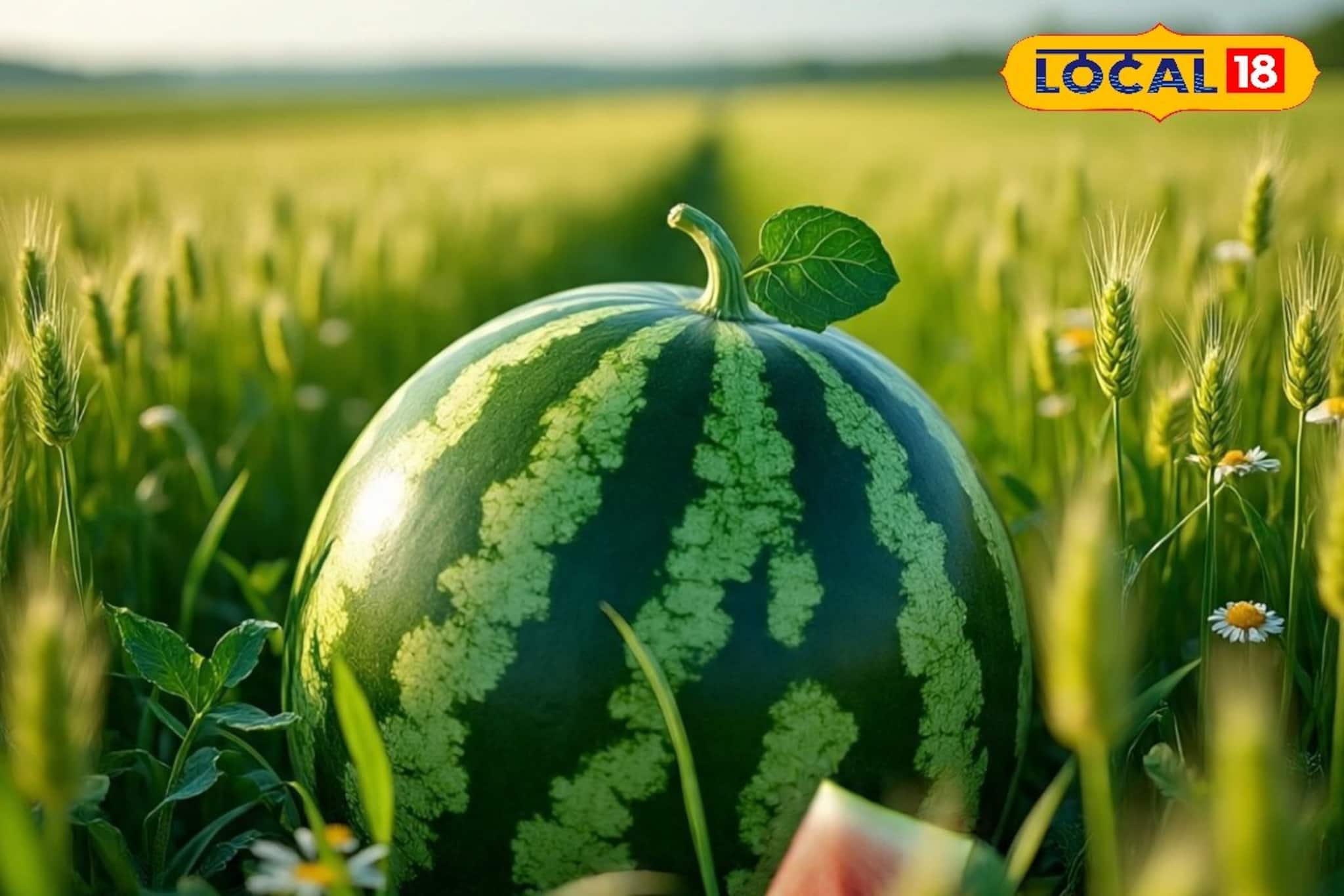 കാട്ടാക്കടയിൽ ഇനി വിഷരഹിത തണ്ണിമത്തൻ; 50 ഏക്കറിലേക്ക് വ്യാപിപ്പിച്ച് കൃഷി