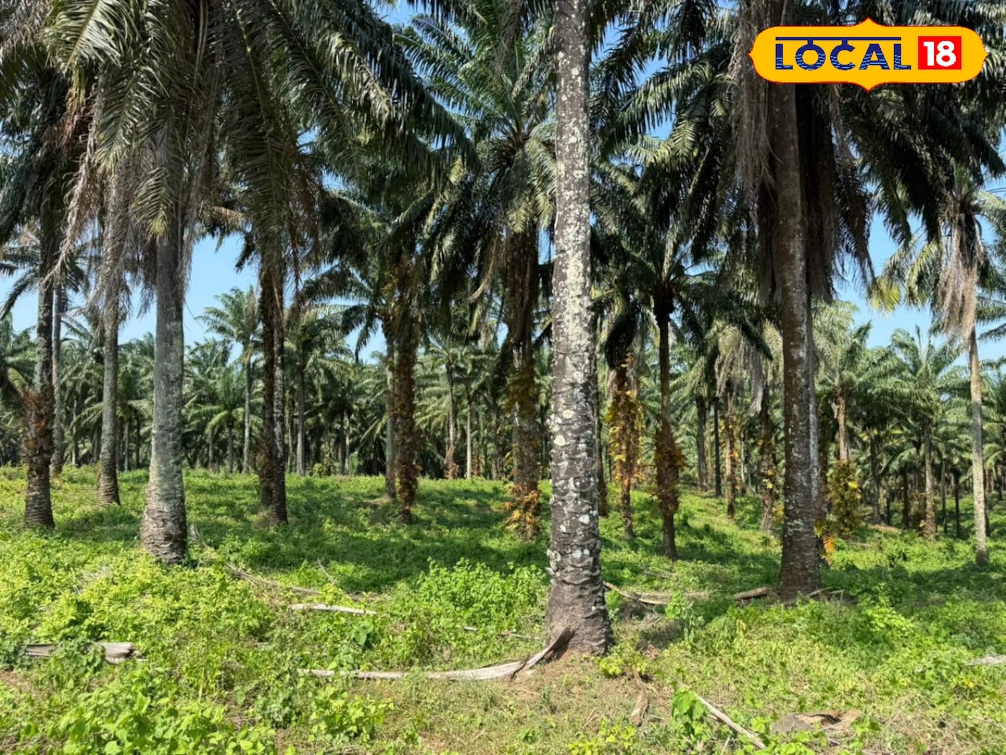 പാം ഓയിൽ ഉത്പാദന രംഗത്ത് വിപ്ലവം തീർത്ത് ഏരൂർ മിൽ; എണ്ണപ്പന കൃഷിയിലൂടെ ഇനി വരുമാനം ഉറപ്പ്