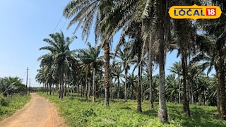 ഉണ്ണിമുക്ക് എണ്ണപ്പന തോട്ടം 