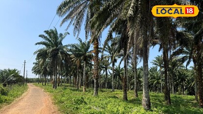 ഉണ്ണിമുക്ക് എണ്ണപ്പന തോട്ടം ഉണ്ണിമുക്ക് എണ്ണപ്പന തോട്ടം