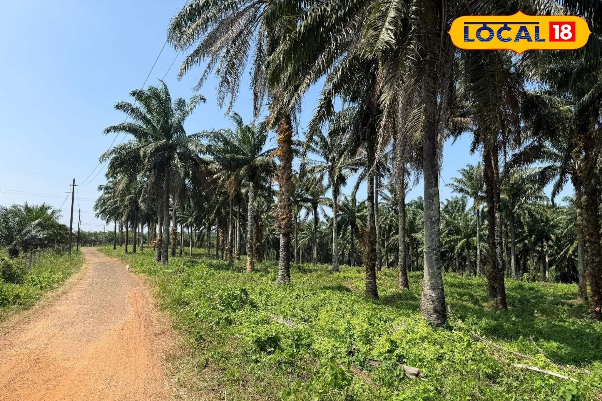 റബ്ബറിൽ നിന്ന് എണ്ണപ്പനയിലേക്ക്; ചിതറയുടെ കാർഷിക മുഖച്ഛായ മാറ്റിയ ഉണ്ണിമുക്ക് എസ്റ്റേറ്റ്