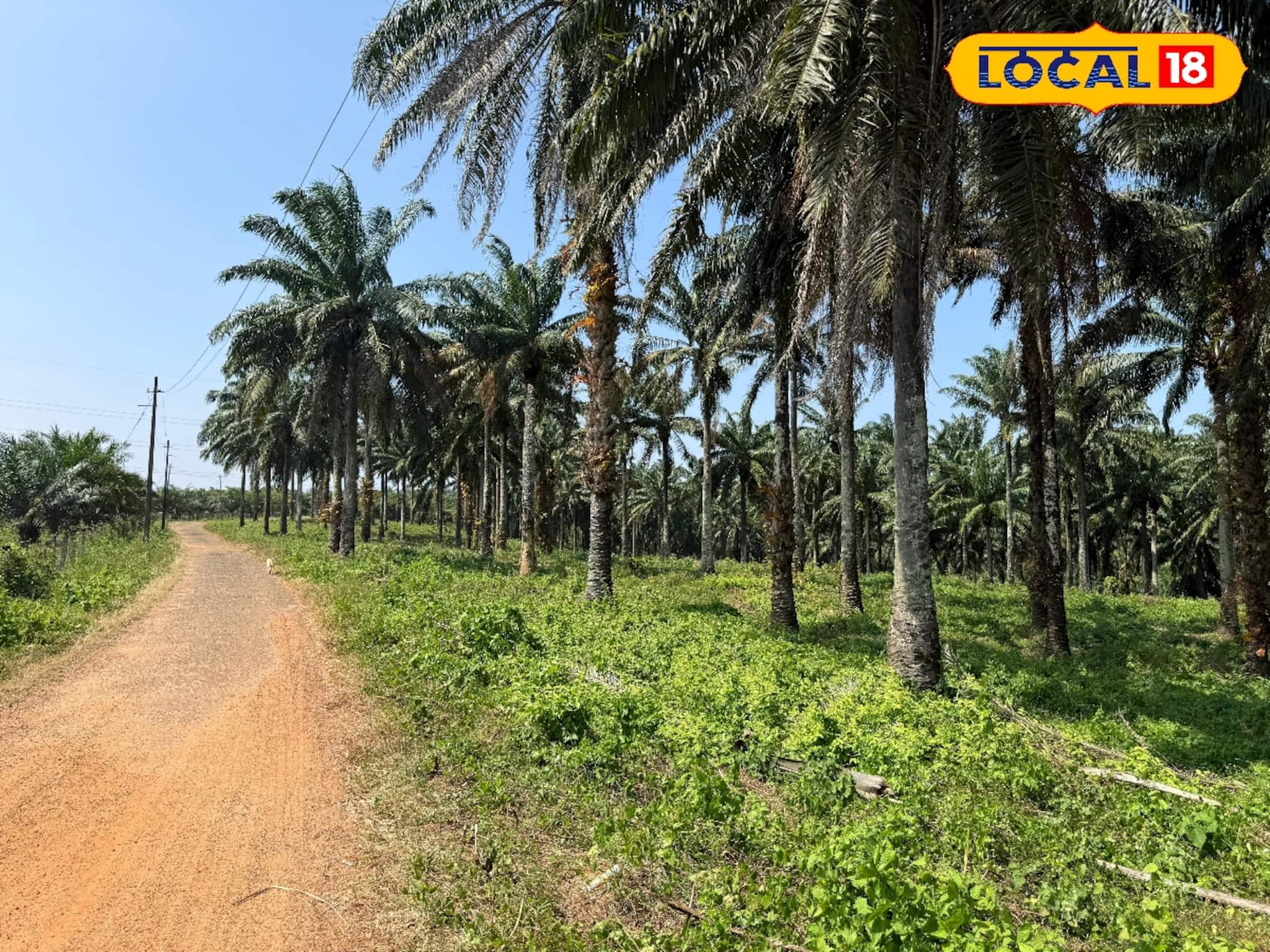 റബ്ബറിൽ നിന്ന് എണ്ണപ്പനയിലേക്ക്; ചിതറയുടെ കാർഷിക മുഖച്ഛായ മാറ്റിയ ഉണ്ണിമുക്ക് എസ്റ്റേറ്റ്