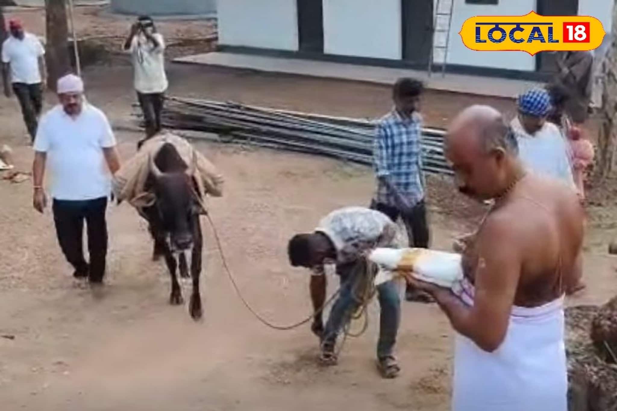 കാളപ്പുറത്ത് അരിയുമായി കുടകര്‍ പയ്യാവൂരിലെത്തി; ഭക്തിനിര്‍ഭരമായി പയ്യാവൂര്‍ ശിവക്ഷേത്രത്തിലെ ഊട്ടുത്സവം