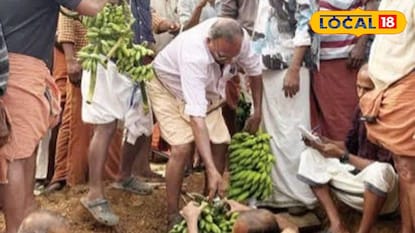 ഓമന കാഴ്ചക്കുള്ള കുലകൾ പഴുക്കാനായി കുഴിയിൽ വെക്കുന്നു 