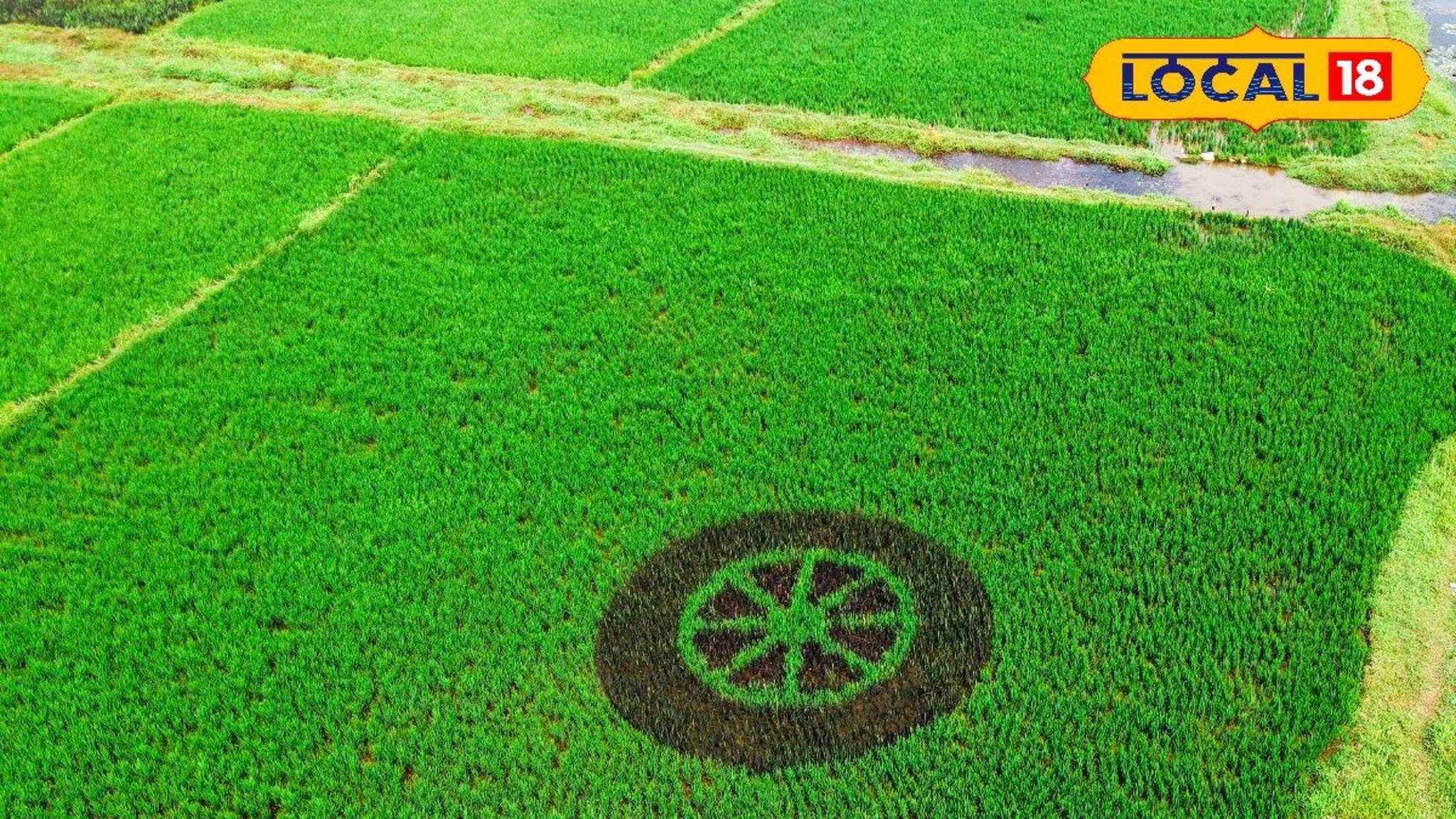 വയലിൽ വിരിഞ്ഞ എൻ.എസ്.എസ് ലോഗോ; കൃഷിയും കലയും കോർത്തിണക്കി ചെറുവാടിയിലെ വിദ്യാർത്ഥികൾ