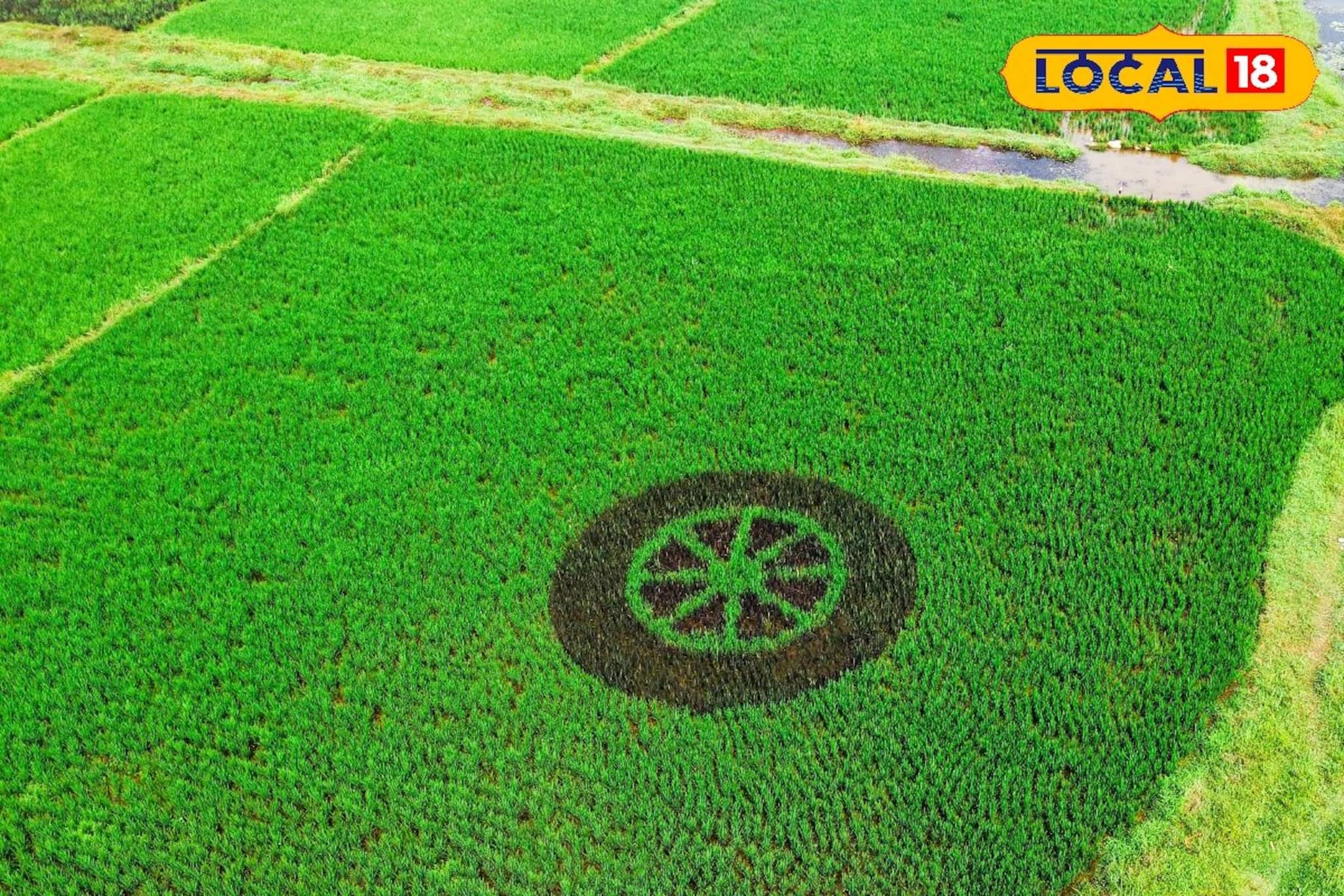 വയലിൽ വിരിഞ്ഞ എൻ.എസ്.എസ് ലോഗോ; കൃഷിയും കലയും കോർത്തിണക്കി ചെറുവാടിയിലെ വിദ്യാർത്ഥികൾ വയലിൽ വിരിഞ്ഞ എൻ.എസ്.എസ് ലോഗോ; കൃഷിയും കലയും കോർത്തിണക്കി ചെറുവാടിയിലെ വിദ്യാർത്ഥികൾ