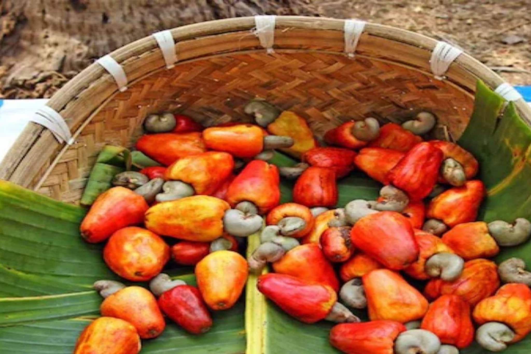 ഫെനിക്കായി ഇനി ഗോവയിൽ പോകണ്ട; കേരളത്തിന്റെ സ്വന്തം 'കണ്ണൂർ ഫെനി' മാർച്ചിൽ വിപണിയിലെത്തും