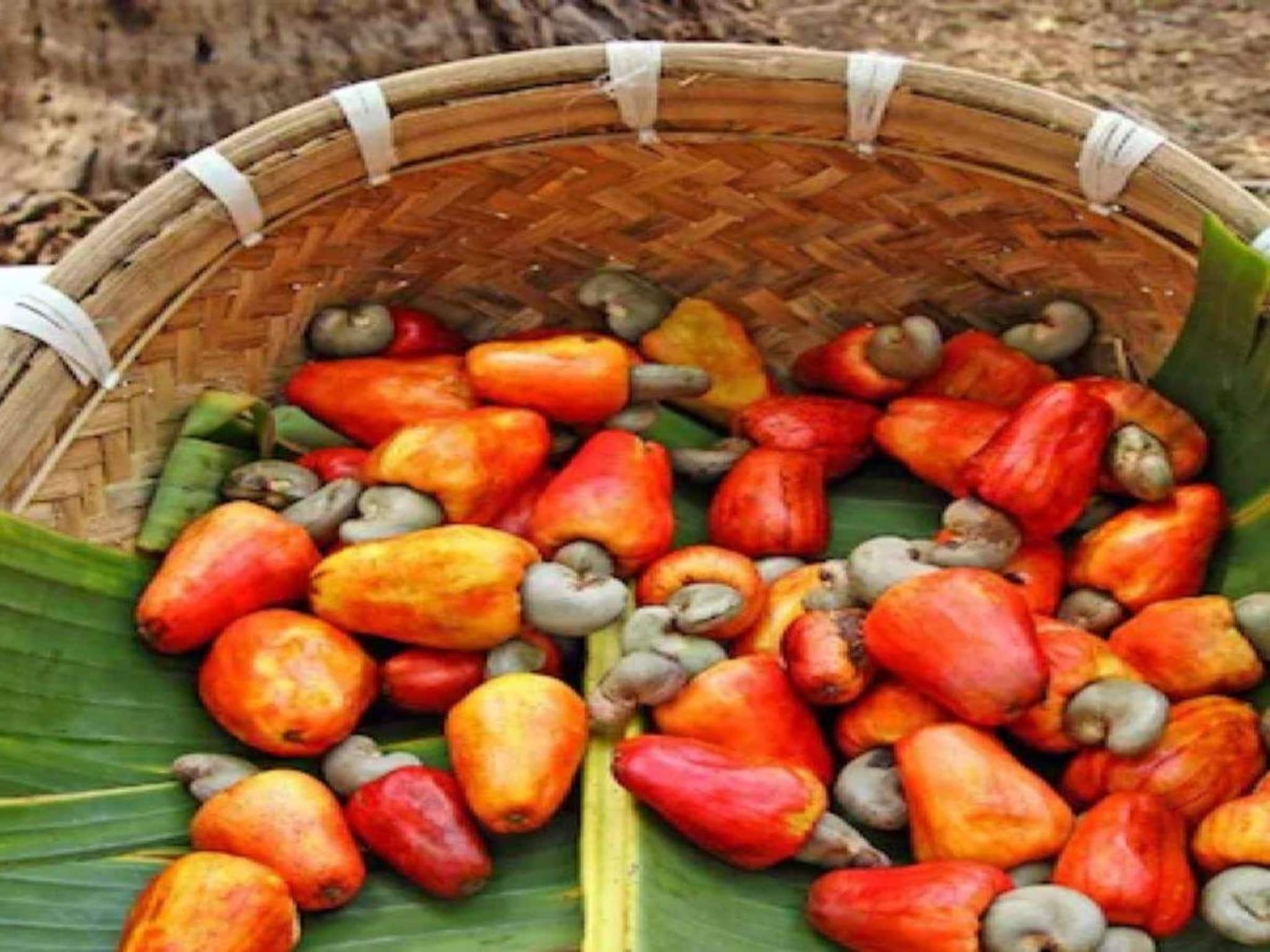 ഫെനിക്കായി ഇനി ഗോവയിൽ പോകണ്ട; കേരളത്തിന്റെ സ്വന്തം 'കണ്ണൂർ ഫെനി' മാർച്ചിൽ വിപണിയിലെത്തും