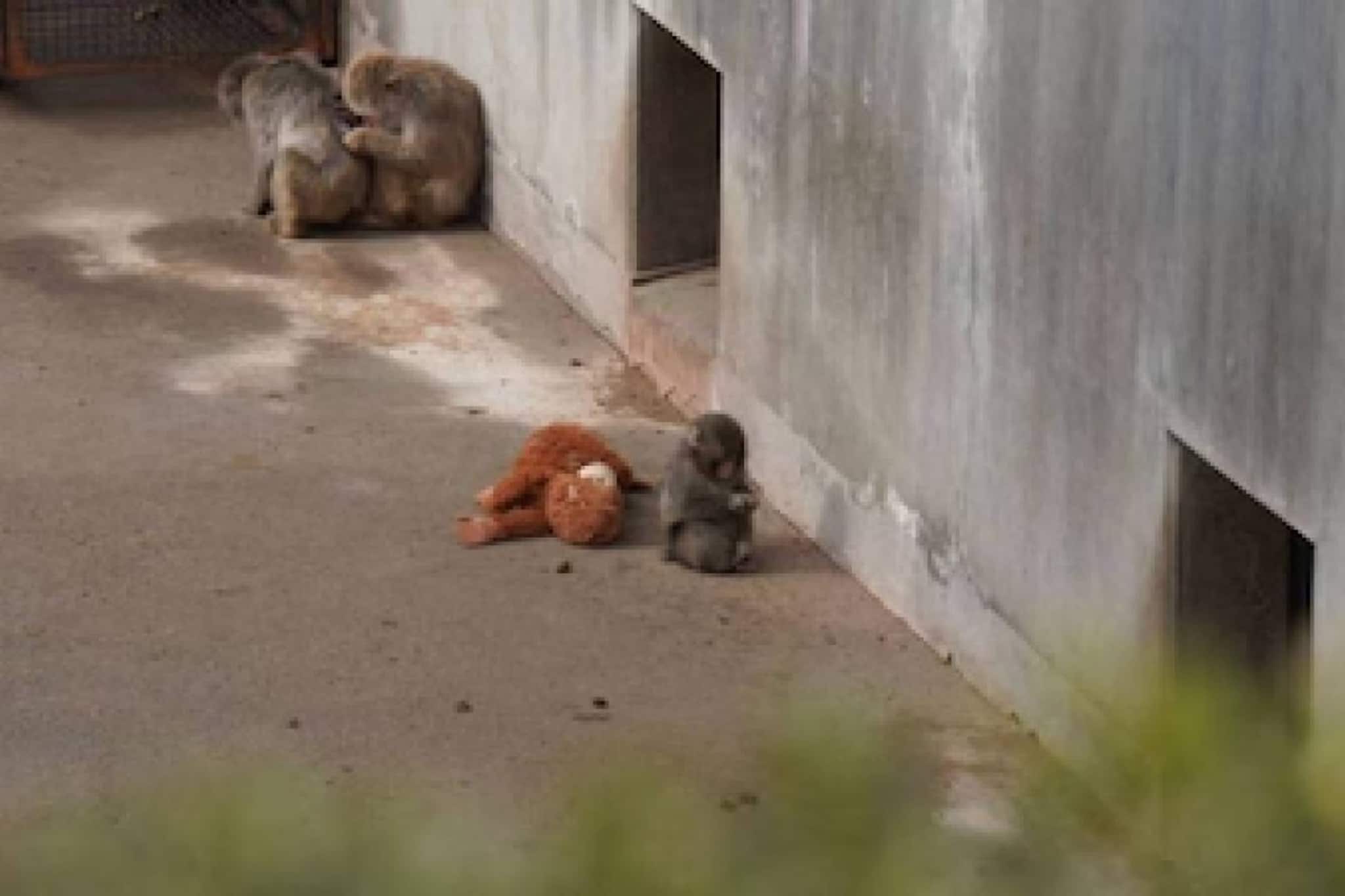 അമ്മ ഉപേക്ഷിച്ച 'പഞ്ചിന്' താങ്ങായത് പാവക്കുട്ടി; ലോകത്തിന്റെ മനം കവർന്ന് ജപ്പാൻ മൃഗശാലയിലെ കുട്ടിക്കുരങ്ങൻ