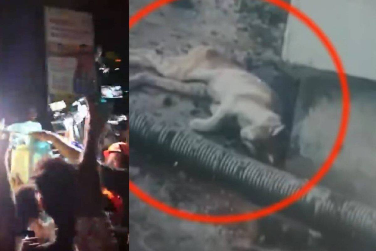 'ഓപ്പറേഷൻ സുഭാഷ്’ ദൗത്യം വിജയം; കൊച്ചി മെട്രോ പില്ലറിൽ കുടുങ്ങിയ പൂച്ചയെ രക്ഷിച്ചു