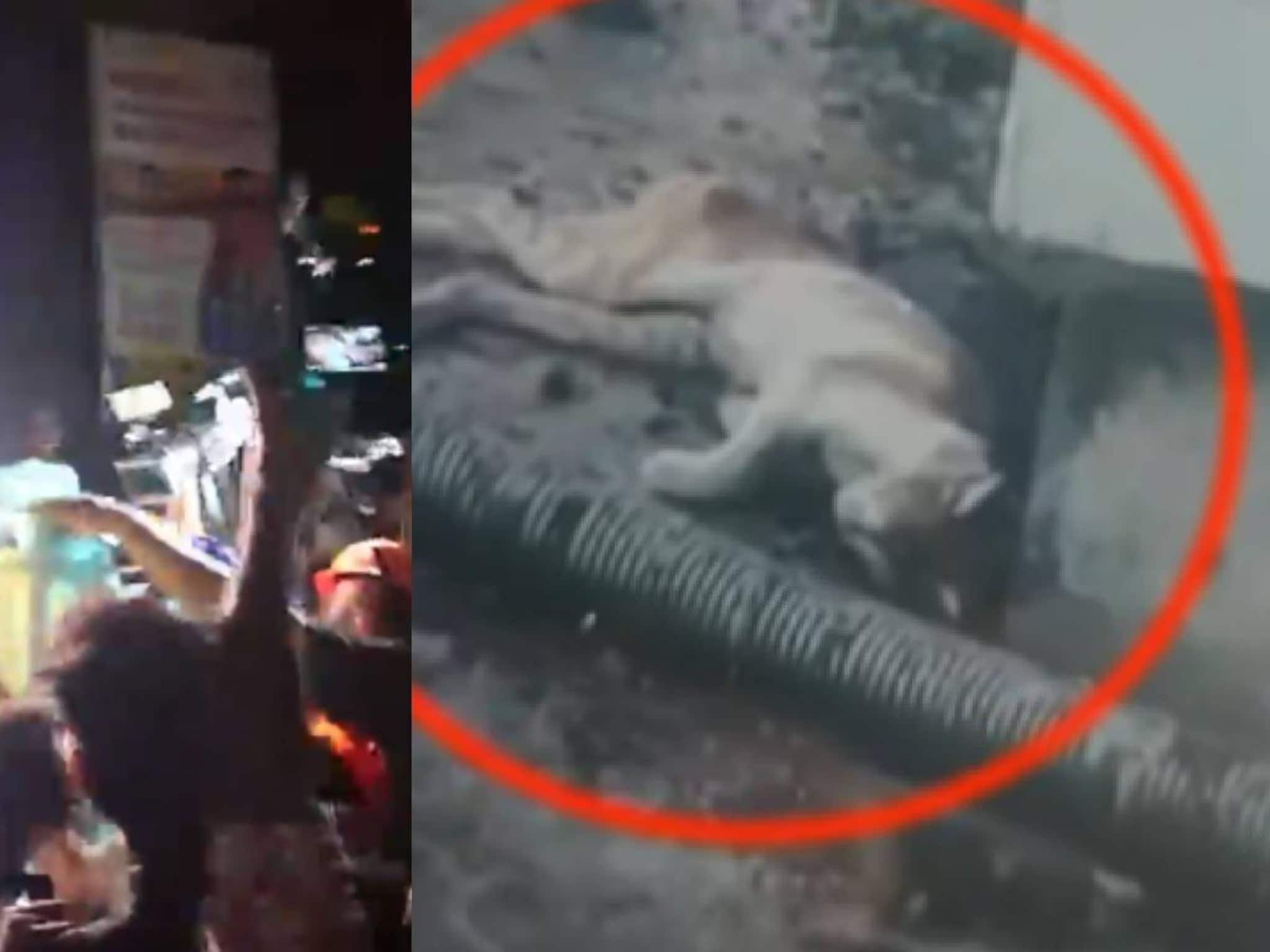 'ഓപ്പറേഷൻ സുഭാഷ്’ ദൗത്യം വിജയം; കൊച്ചി മെട്രോ പില്ലറിൽ കുടുങ്ങിയ പൂച്ചയെ രക്ഷിച്ചു