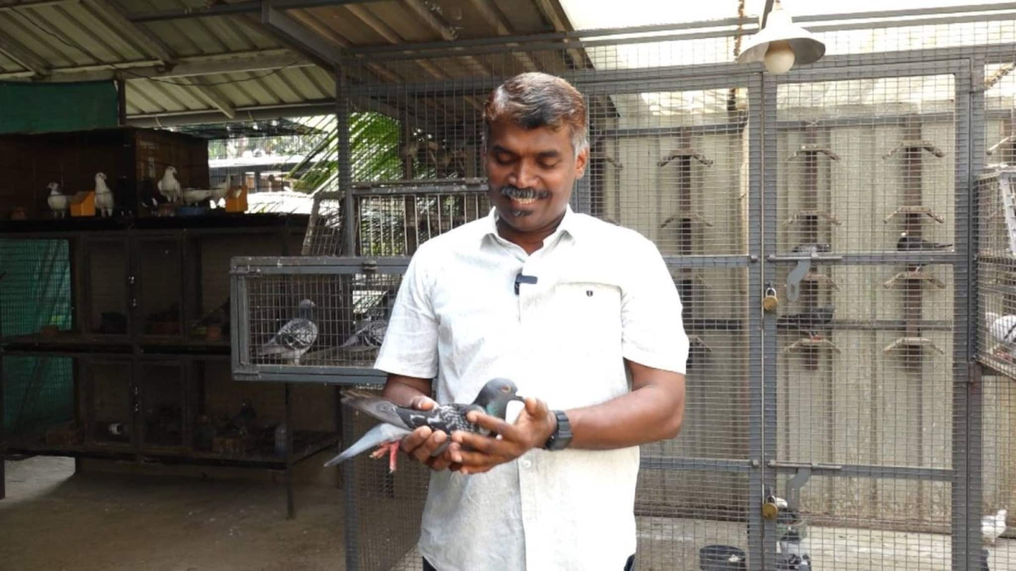 'പറന്നുകയറി' ഷാനവാസിന്റെ പ്രാവ്; മഹാരാഷ്ട്രയിൽ നിന്ന് തിരൂരിലേക്ക് 1000 കി.മീ താണ്ടിയത് വെറും 28 മണിക്കൂറിൽ