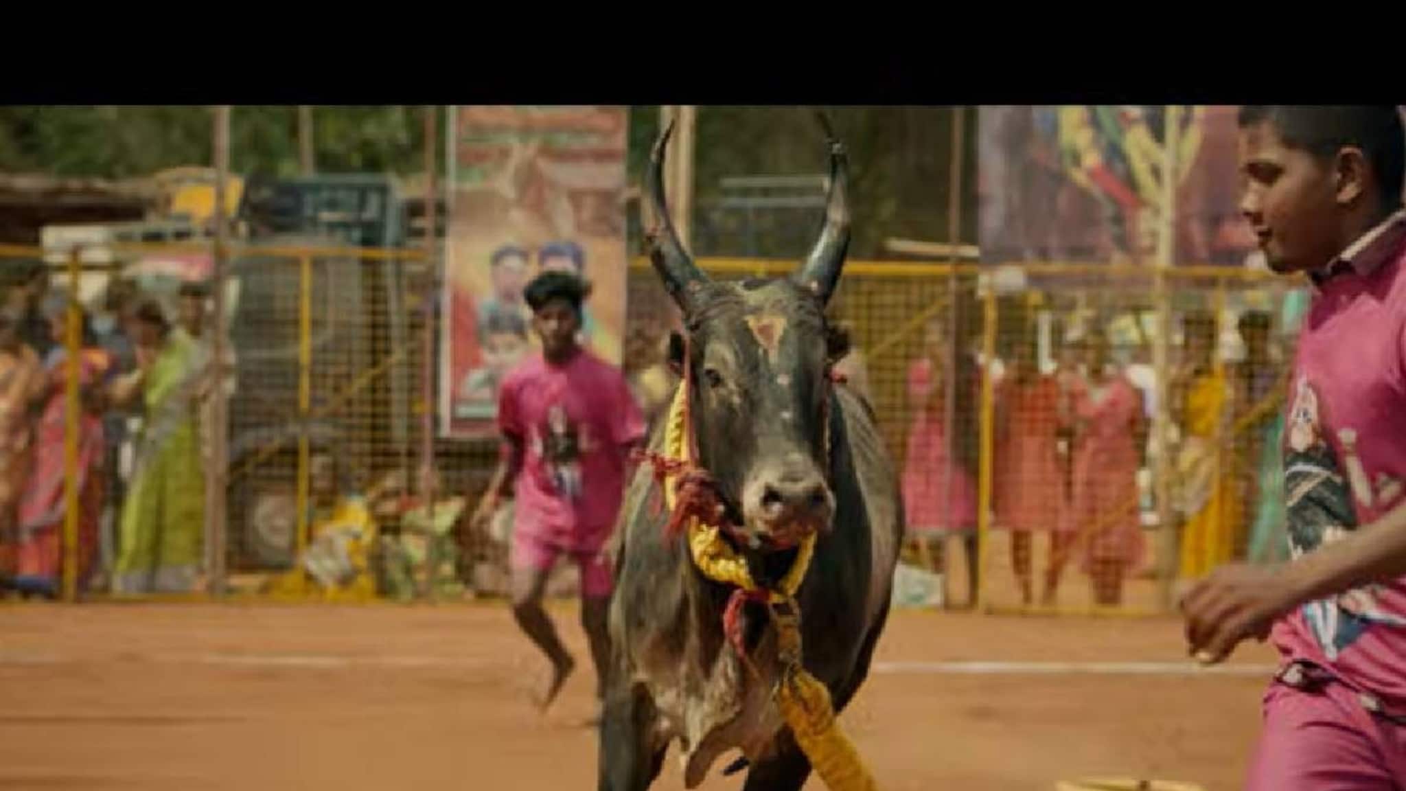 കാളയെ മെരുക്കുന്ന 'വടമഞ്ചുവിരാട്ട്' എന്ന കായിക വിനോദം; വിമലും നട്ടിയും ഒന്നിക്കുന്ന ഹൈ-ഒക്ടേൻ ആക്ഷൻ ഡ്രാമ 'വടം' ട്രെയ്‌ലർ