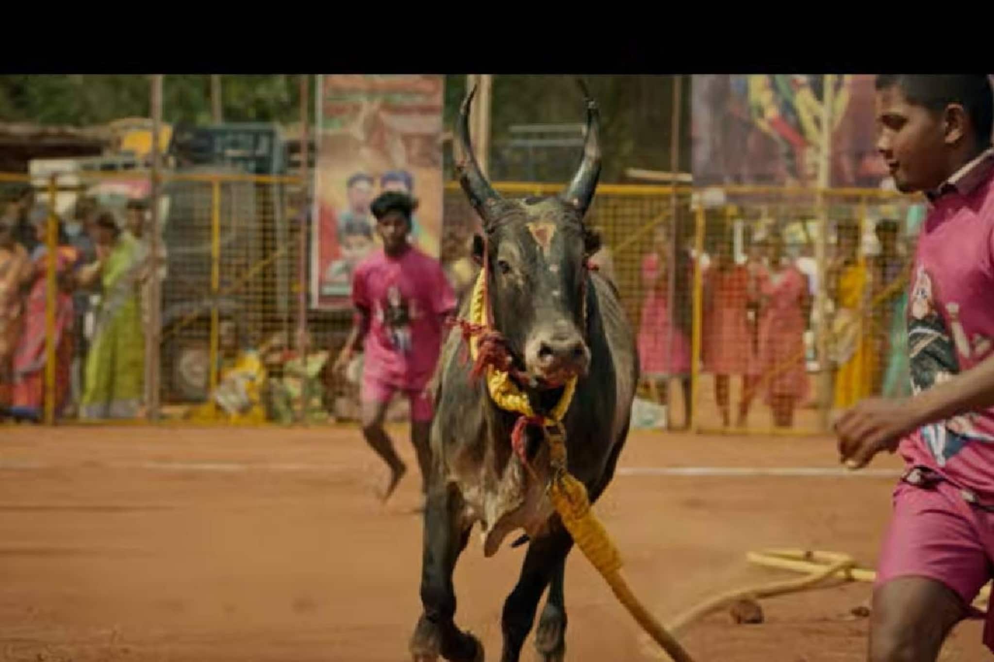 കാളയെ മെരുക്കുന്ന 'വടമഞ്ചുവിരട്ട്' എന്ന കായിക വിനോദം; വിമലും നട്ടിയും ഒന്നിക്കുന്ന ഹൈ-ഒക്ടേൻ ആക്ഷൻ ഡ്രാമ 'വടം'... കാളയെ മെരുക്കുന്ന 'വടമഞ്ചുവിരട്ട്' എന്ന കായിക വിനോദം; വിമലും നട്ടിയും ഒന്നിക്കുന്ന ഹൈ-ഒക്ടേൻ ആക്ഷൻ ഡ്രാമ 'വടം'...