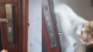 (വീഡിയോ ദൃശ്യം)