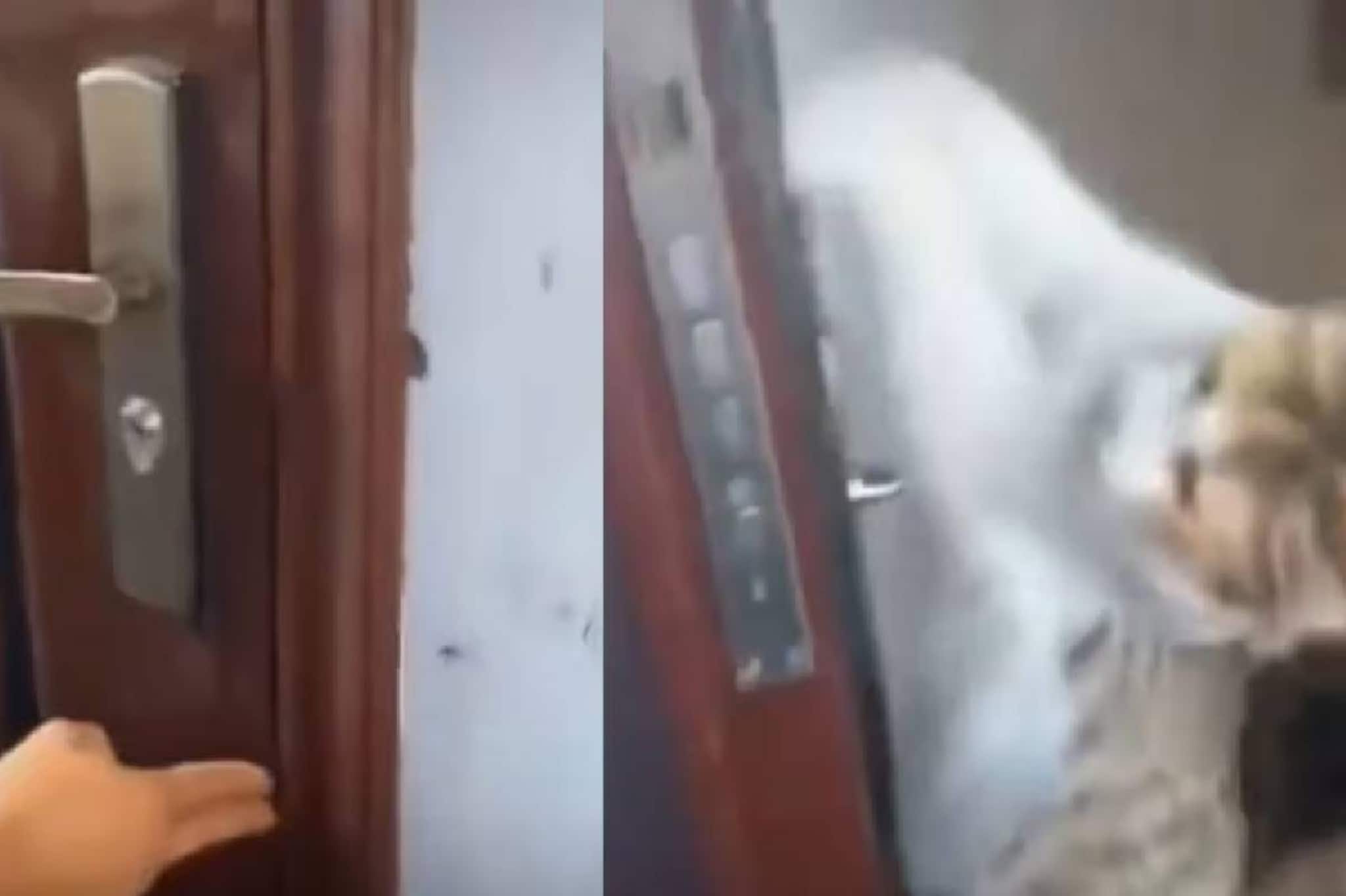 ഏട്ടായി എന്താ വരാൻ വൈകിയേ? താക്കോൽ എടുക്കാൻ മറന്ന ഗൃഹനാഥന് വാതിൽ തുറന്നു നൽകിയത് പൂച്ച