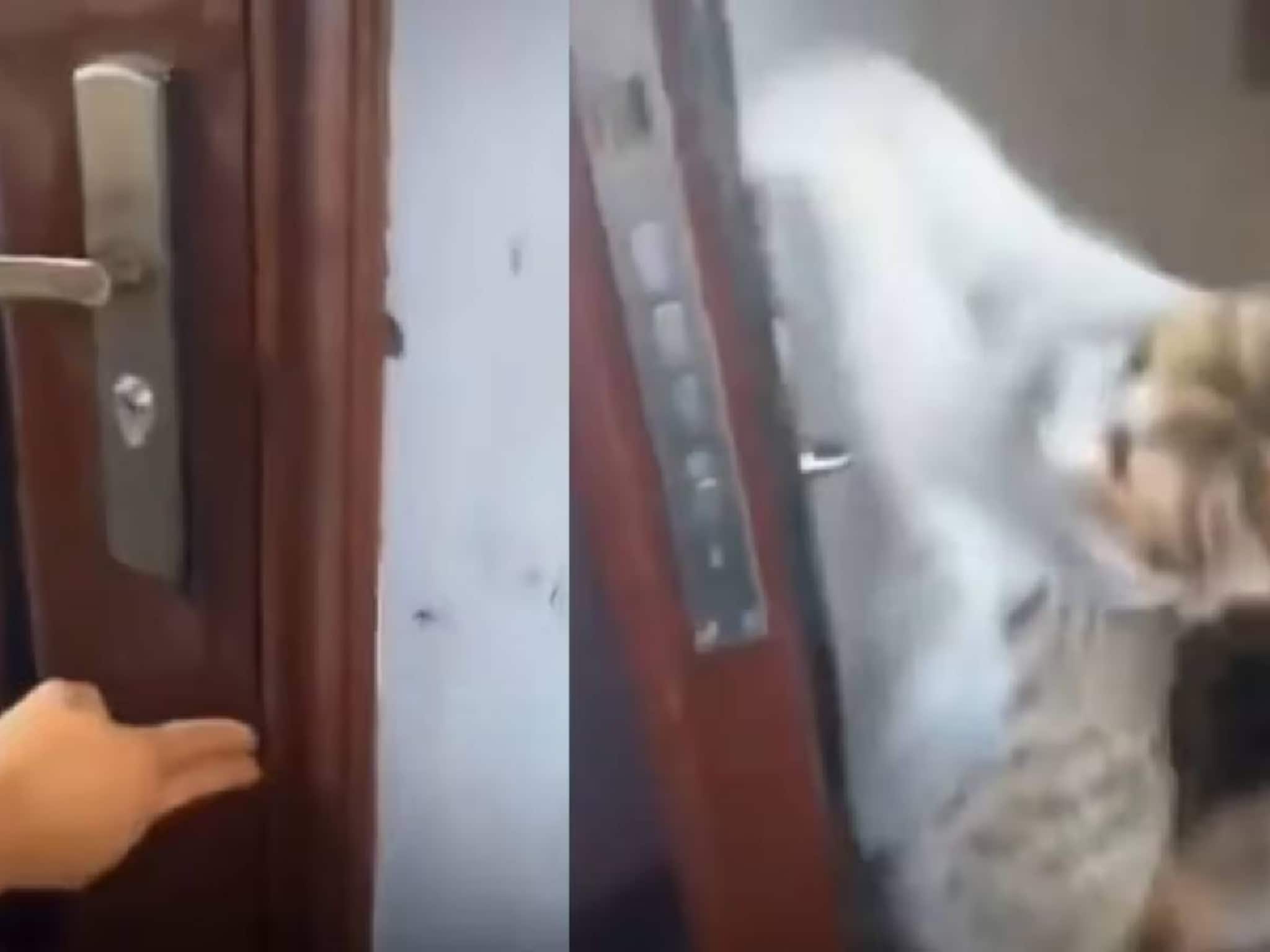 ഏട്ടായി എന്താ വരാൻ വൈകിയേ? താക്കോൽ എടുക്കാൻ മറന്ന ഗൃഹനാഥന് വാതിൽ തുറന്നു നൽകിയത് പൂച്ച