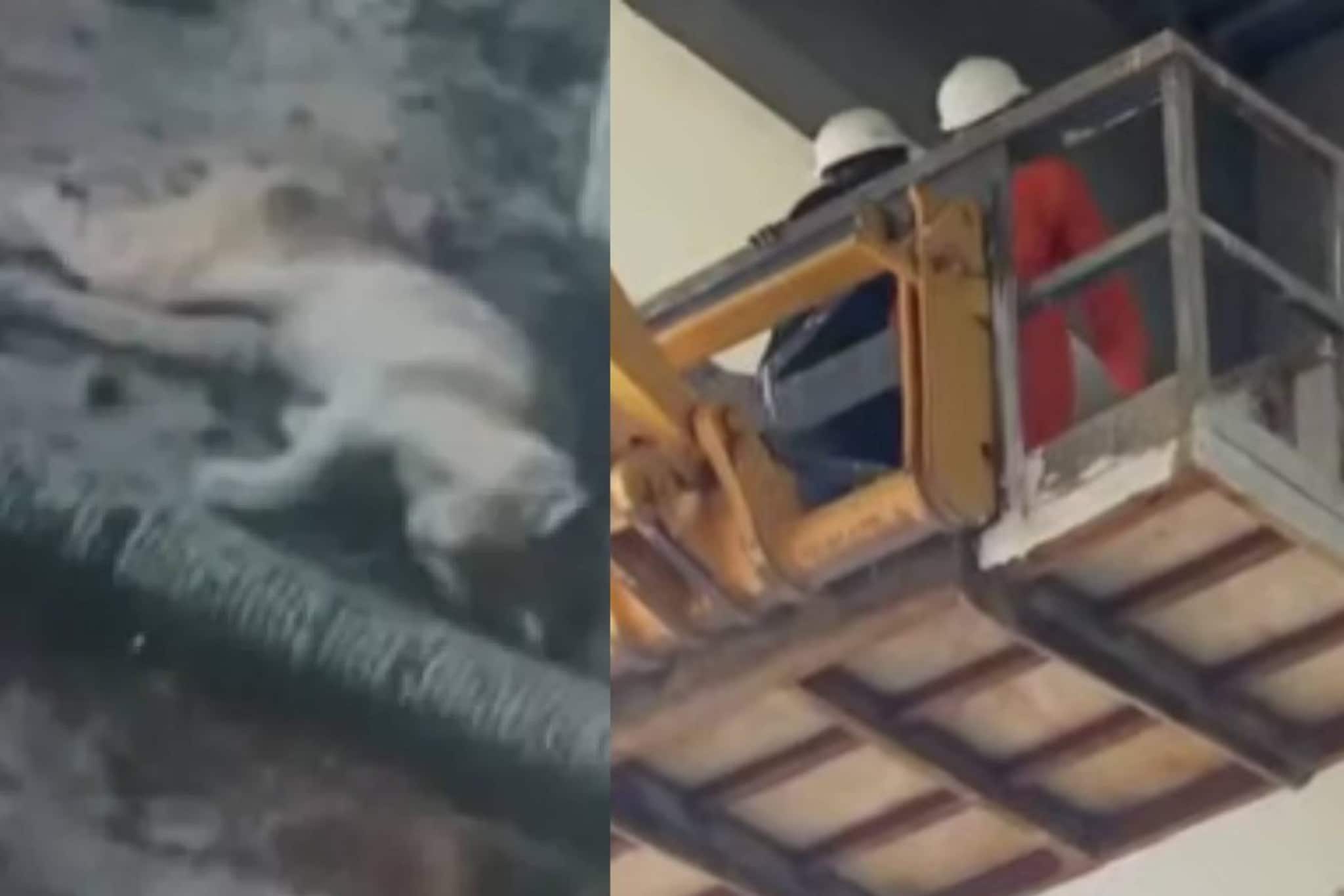 ‘ഓപ്പറേഷൻ മ്യാവു’: പില്ലറിൽ കുടുങ്ങിയ പൂച്ചയെ രക്ഷിക്കാൻ കൊച്ചിമെട്രോ സർവീസ് നിർത്തിവെച്ചു