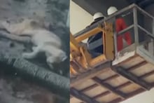 ‘ഓപ്പറേഷൻ മ്യാവു’: പില്ലറിൽ കുടുങ്ങിയ പൂച്ചയെ രക്ഷിക്കാൻ കൊച്ചിമെട്രോ സർവീസ് നിർത്തിവെച്ചു