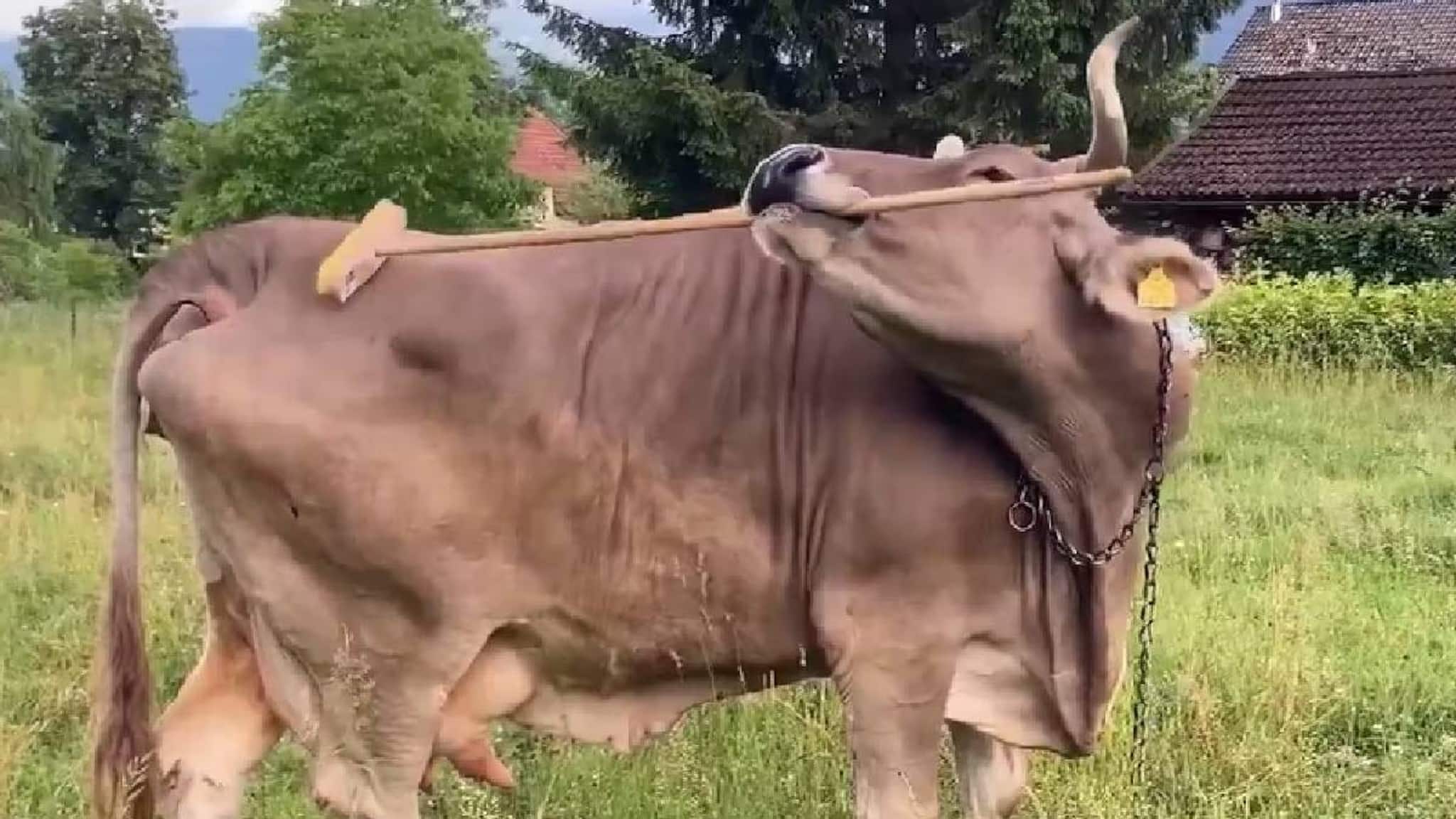 യുവാവ് പശുവിനെ ലൈംഗികപീഡനത്തിന് ഇരയാക്കി; മധ്യപ്രദേശിൽ  നാട്ടുകാർ കടകളും വാഹനങ്ങളും തീയിട്ടു