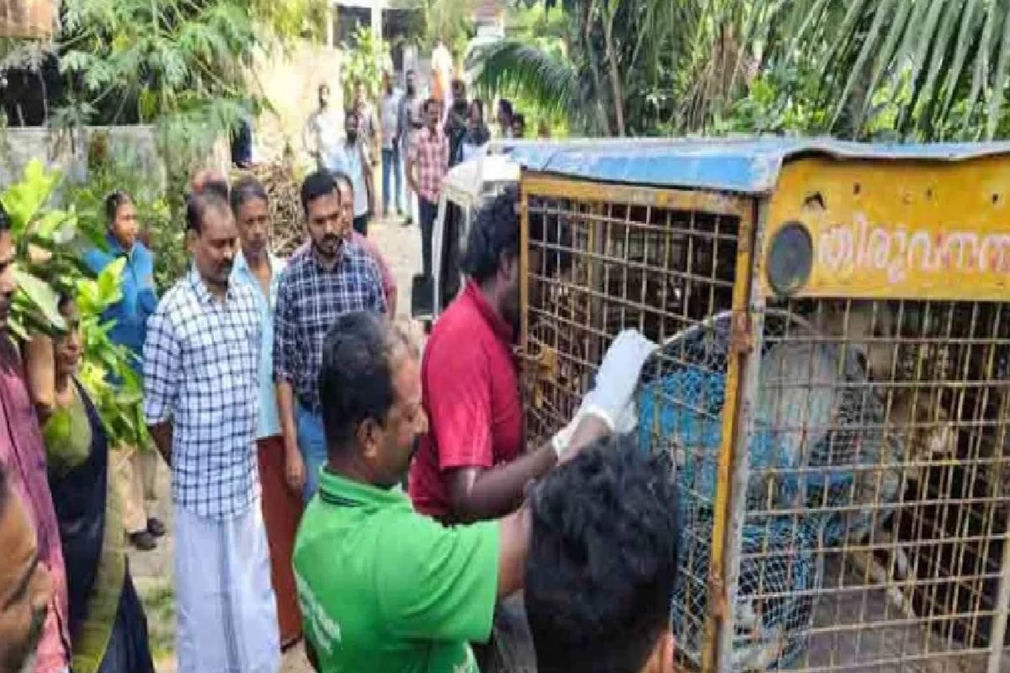 തിരുവനന്തപുരത്ത് വീട്ടിൽ വളർത്തിയ 67 തെരുവുനായകളെ നഗരസഭ സംരക്ഷണകേന്ദ്രത്തിലേക്കു മാറ്റി