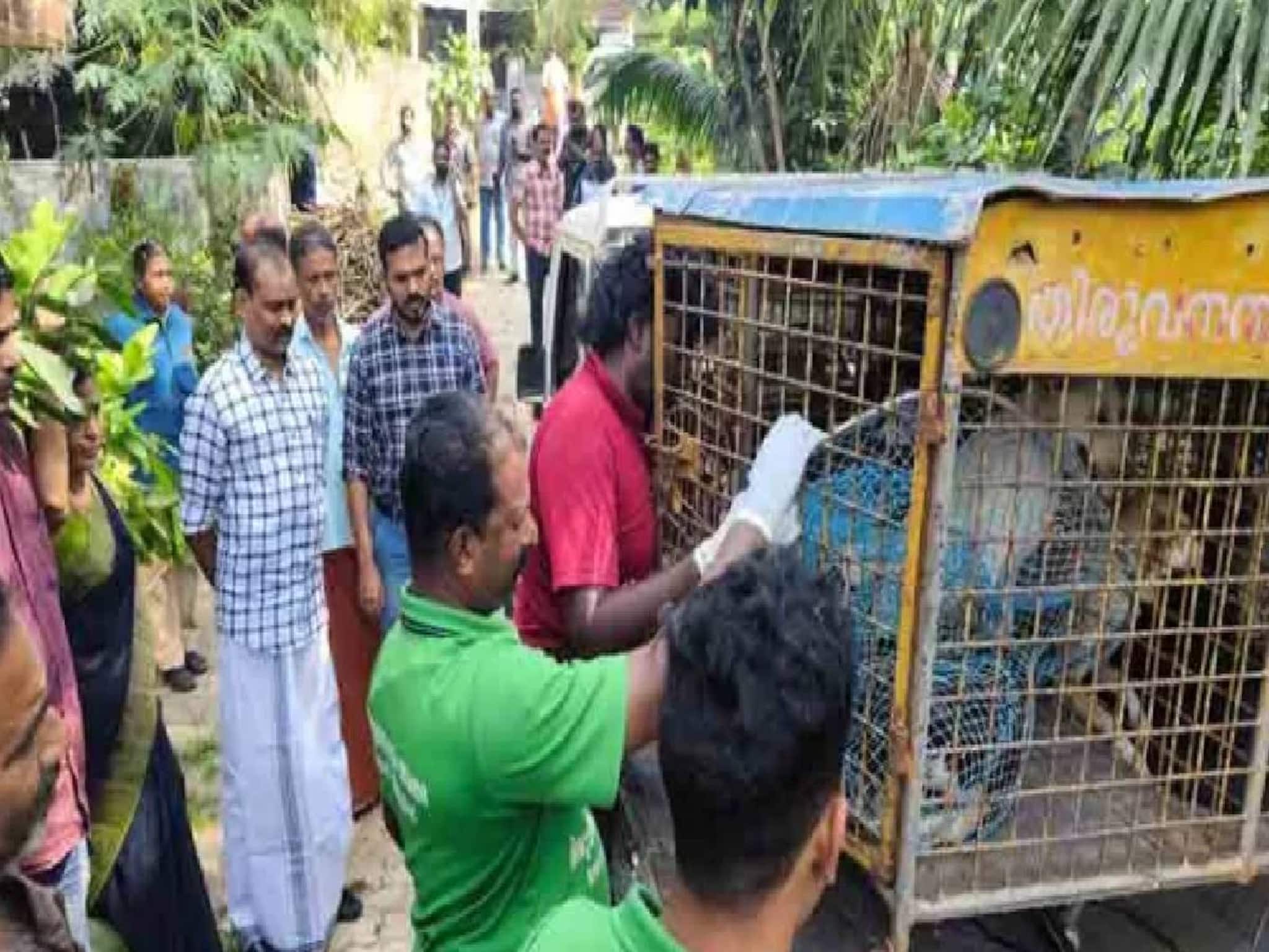 തിരുവനന്തപുരത്ത് വീട്ടിൽ വളർത്തിയ 67 തെരുവുനായകളെ നഗരസഭ സംരക്ഷണകേന്ദ്രത്തിലേക്കു മാറ്റി