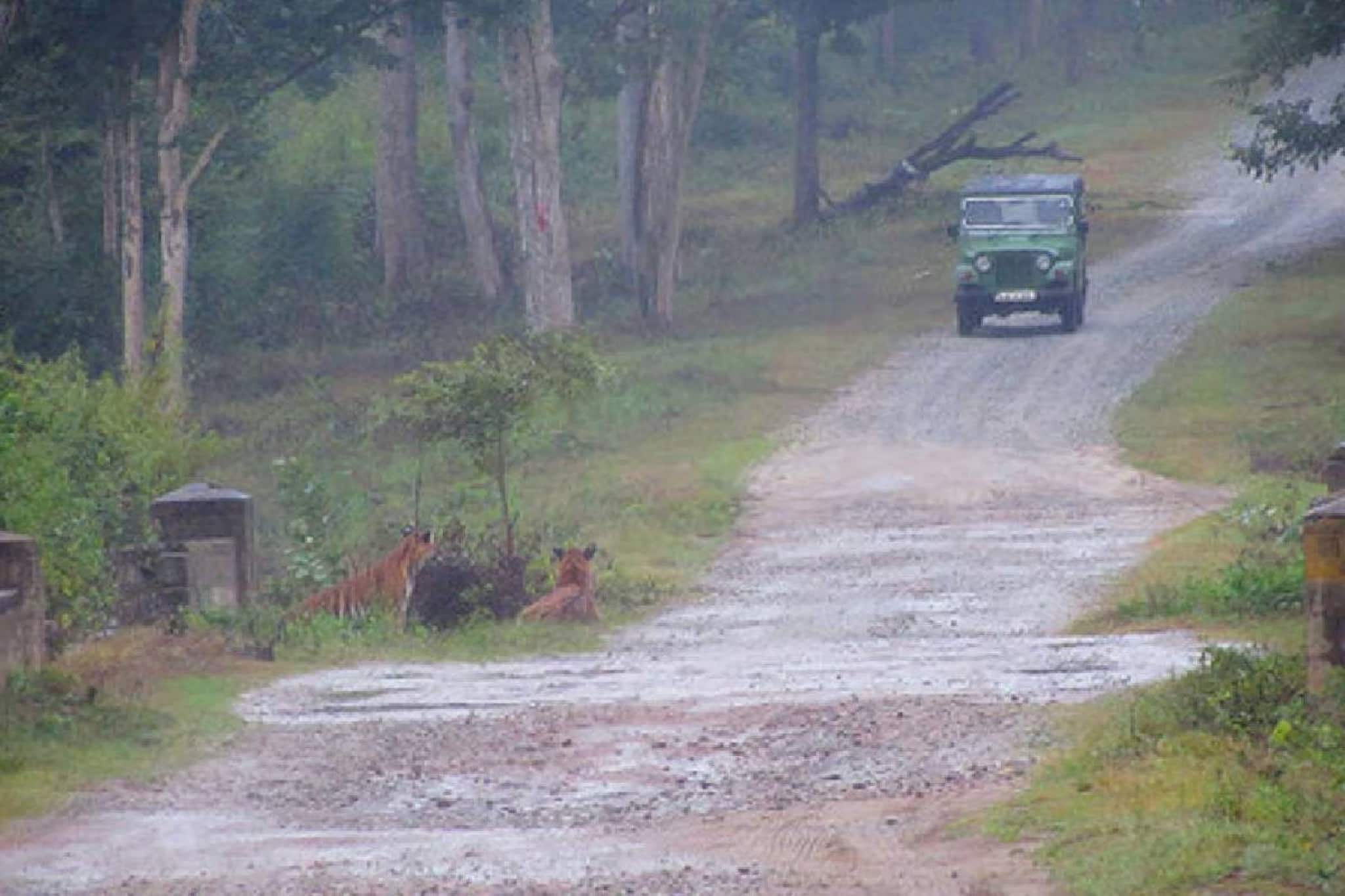 പ്രധാന കടുവാ സങ്കേതങ്ങളിൽ പ്രവേശന നിരോധനം: കർണാടകയിലെ വിനോദ സഞ്ചാരരംഗത്ത് പ്രതിസന്ധിയെന്ന് ആരോപണം പ്രധാന കടുവാ സങ്കേതങ്ങളിൽ പ്രവേശന നിരോധനം: കർണാടകയിലെ വിനോദ സഞ്ചാരരംഗത്ത് പ്രതിസന്ധിയെന്ന് ആരോപണം