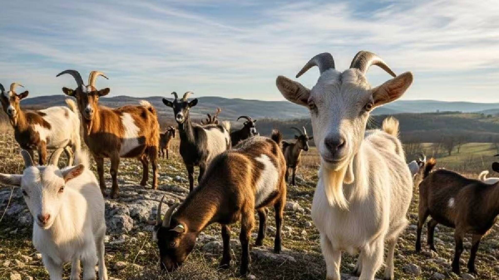 തെലങ്കാനയിലെ ജഗ്തിയാൽ ക്ഷേത്രത്തിലെ ജാതറ ആചാരത്തിനിടെ ആടുകളെ കടിച്ചു കൊന്നു