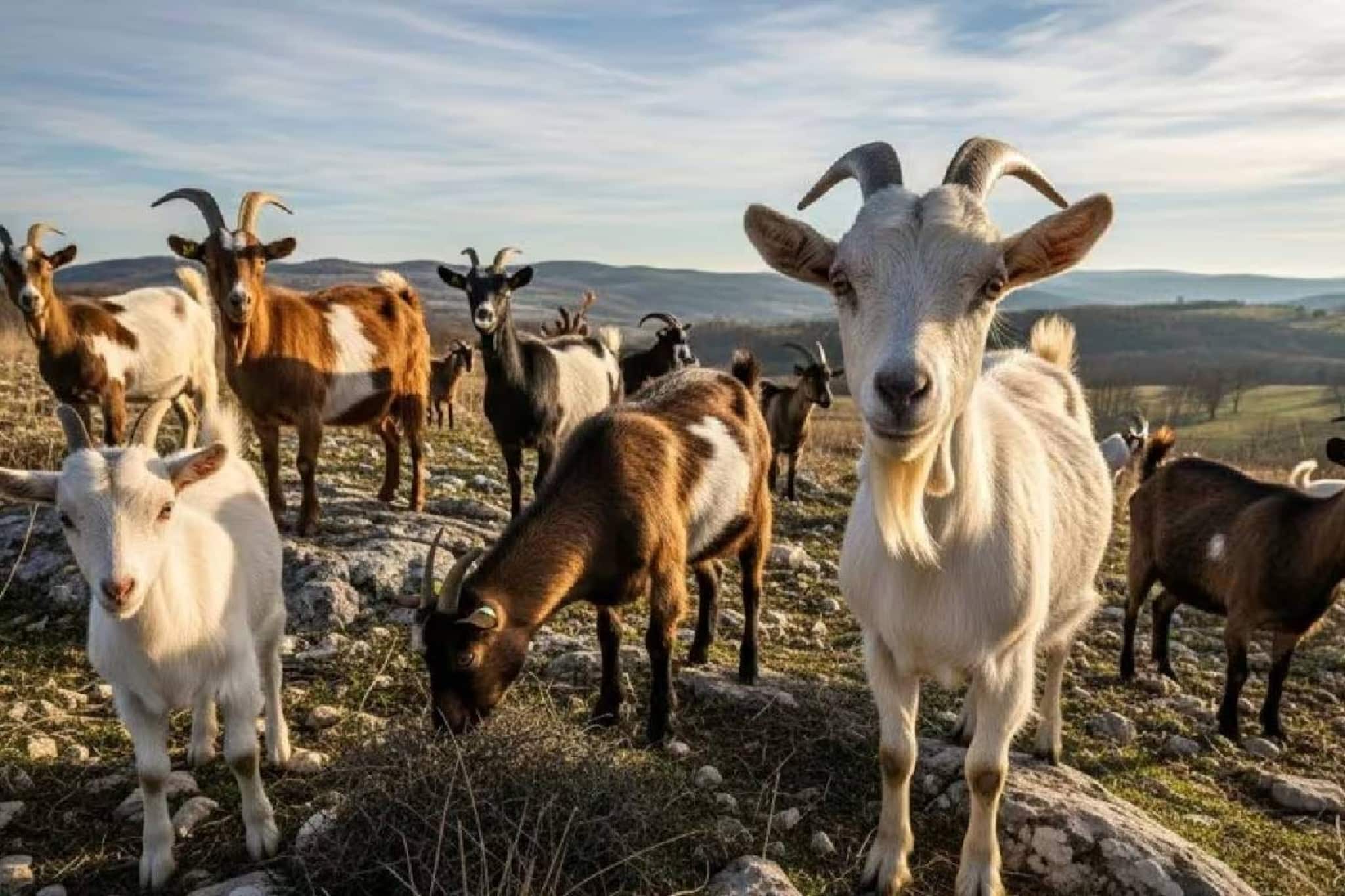 തെലങ്കാനയിലെ ജഗ്തിയാൽ ക്ഷേത്രത്തിലെ ജാതറ ആചാരത്തിനിടെ ആടുകളെ കടിച്ചു കൊന്നു