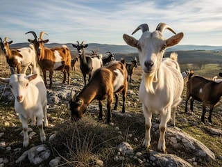 പ്രതീകാത്മക ചിത്രം  (എഐ)