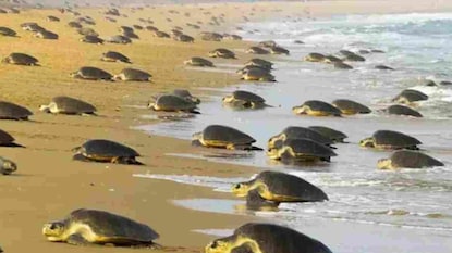 (Image: PTI) (Image: PTI)