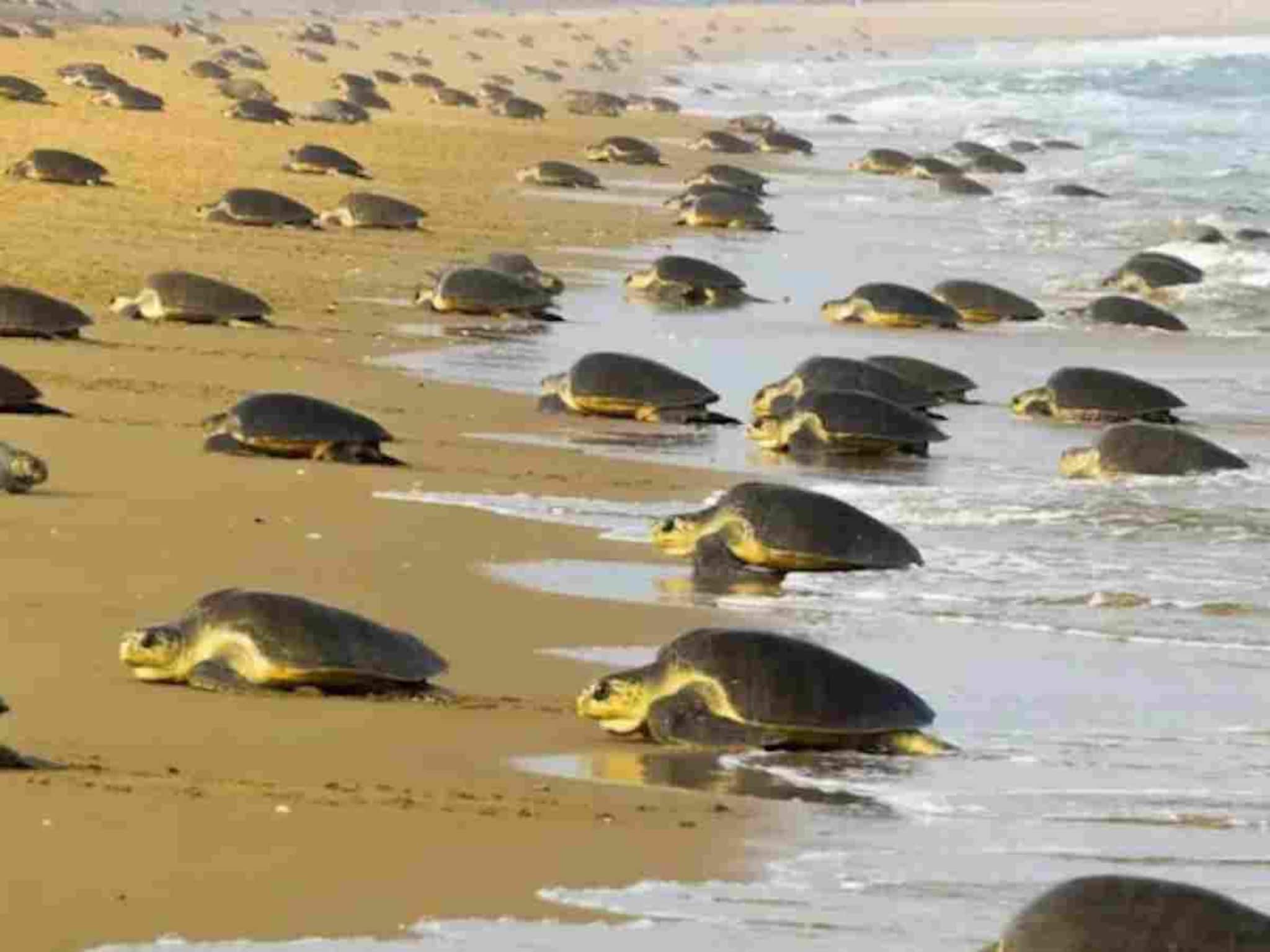 ചിരിക്കാൻ വരട്ടെ! കടലാമ സംരക്ഷണം ചെമ്മീൻ കയറ്റുമതിക്ക് ഗുണമാകുമോ?