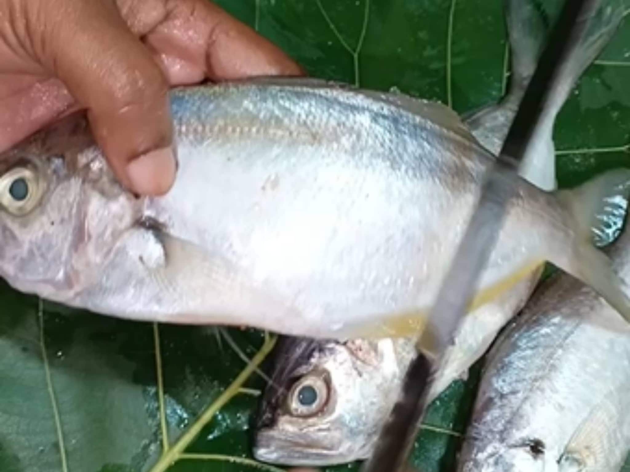 പാര മീൻ പാരയായി! തിരുവനന്തപുരത്ത് മാർക്കറ്റിൽനിന്ന് വാങ്ങിയ പാര മീൻ കഴിച്ച മൂന്ന് പേർക്ക് ദേഹാസ്വാസ്ഥ്യം പാര മീൻ പാരയായി! തിരുവനന്തപുരത്ത് മാർക്കറ്റിൽനിന്ന് വാങ്ങിയ പാര മീൻ കഴിച്ച മൂന്ന് പേർക്ക് ദേഹാസ്വാസ്ഥ്യം