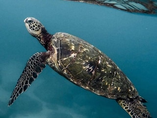 കടലാമ (പ്രതീകാത്മക ചിത്രം)