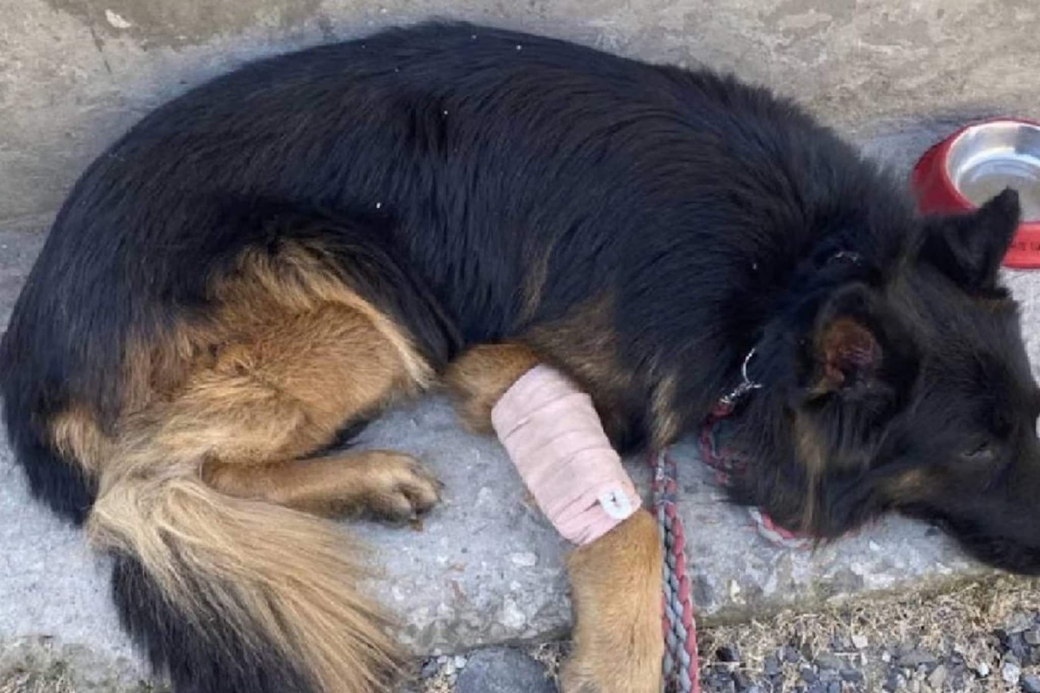 ടൈസൺ: വെടിയേറ്റിട്ടും തളരാതെ ജമ്മു കശ്മീരിലെ ഭീകരരുടെ ഒളിത്താവളങ്ങളിലേക്ക് സൈന്യത്തെ നയിച്ച സ്നിഫർ ഡോഗ് ടൈസൺ: വെടിയേറ്റിട്ടും തളരാതെ ജമ്മു കശ്മീരിലെ ഭീകരരുടെ ഒളിത്താവളങ്ങളിലേക്ക് സൈന്യത്തെ നയിച്ച സ്നിഫർ ഡോഗ്