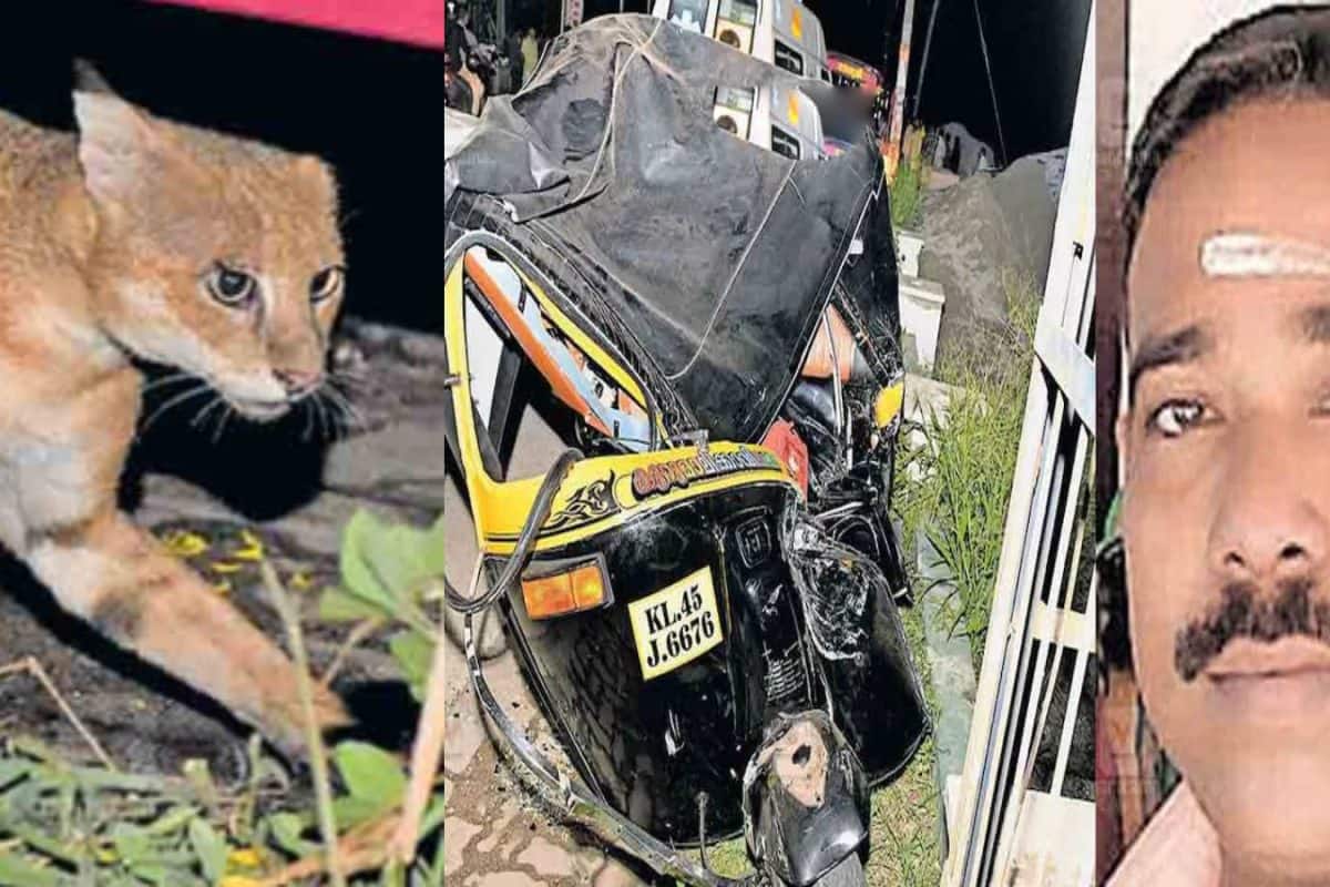 തൃശൂരിൽ കാട്ടുപൂച്ച കുറുകെ ചാടി നിയന്ത്രണം വിട്ട ഓട്ടോ സ്വകാര്യ ബസിനടിയിൽപെട്ട് ഡ്രൈവർ മരിച്ചു