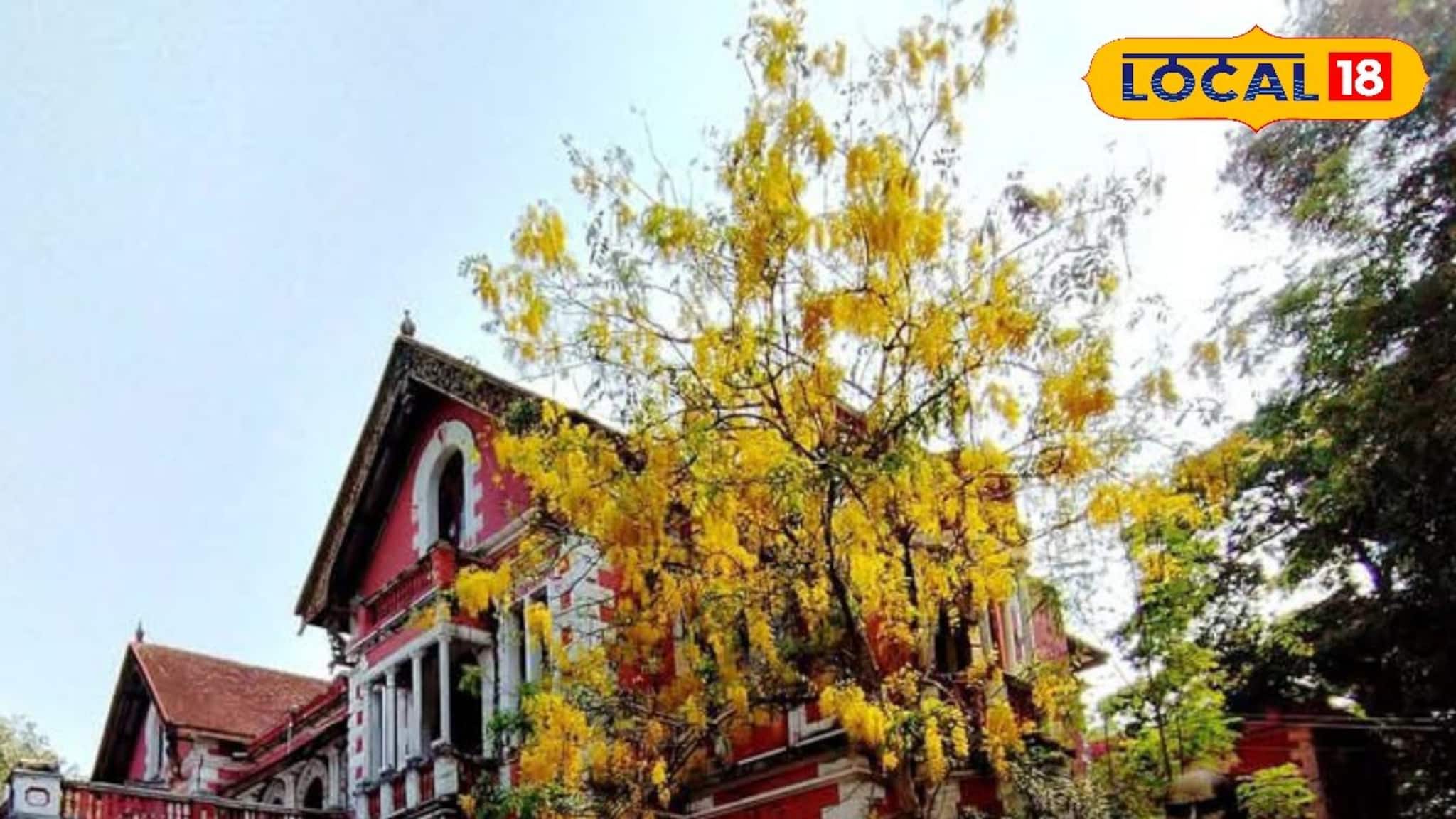 വായനയുടെ ലോകത്ത് സ്വർണ്ണമഴ; ലൈബ്രറി മുറ്റത്ത് വസന്തമൊരുക്കി കണിക്കൊന്നകൾ