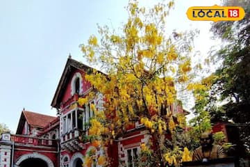 വായനയുടെ ലോകത്ത് സ്വർണ്ണമഴ; ലൈബ്രറി മുറ്റത്ത് വസന്തമൊരുക്കി കണിക്കൊന്നകൾ