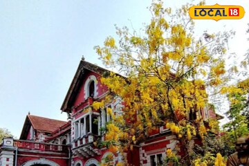 വായനയുടെ ലോകത്ത് സ്വർണ്ണമഴ; ലൈബ്രറി മുറ്റത്ത് വസന്തമൊരുക്കി കണിക്കൊന്നകൾ