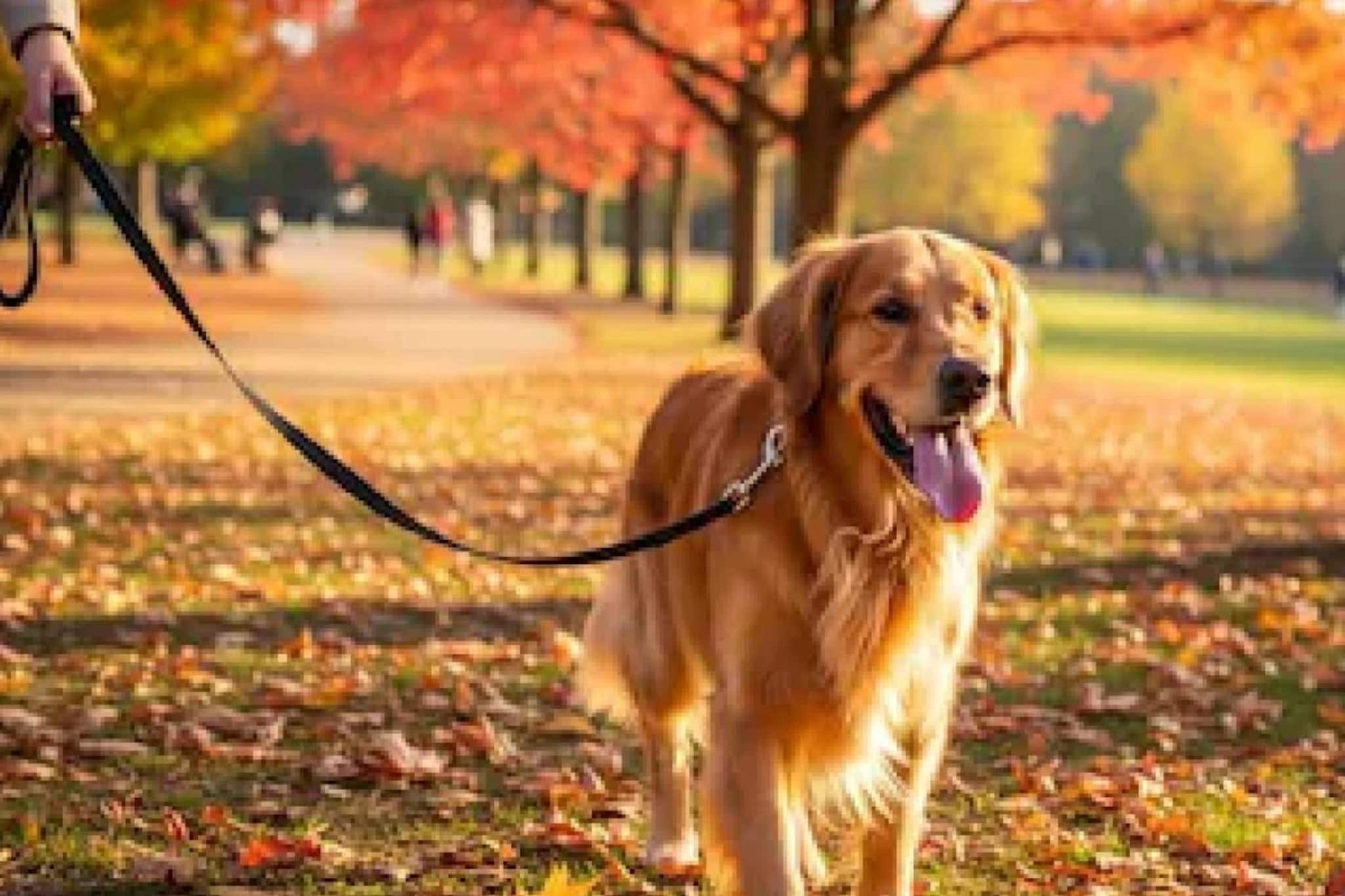 വളർത്തുനായ്ക്കളെ തുടൽ ഇല്ലാതെ പൊതുസ്ഥലത്ത് കൊണ്ടുവന്നാൽ 1000 രൂപ പിഴ; ഡൽഹിയിൽ പുതിയ നിയമം