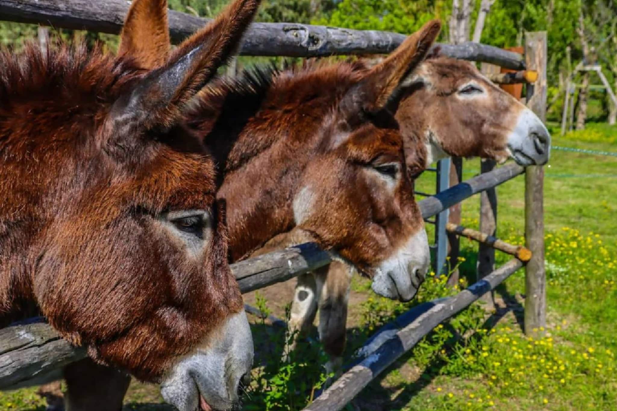 എണ്ണം കുറയുന്നു; കഴുത വളർത്തൽ തുടങ്ങാൻ കേന്ദ്ര സർക്കാർ ധനസഹായം;മികച്ച പദ്ധതികൾക്ക് 50 ലക്ഷം രൂപ വരെ! എണ്ണം കുറയുന്നു; കഴുത വളർത്തൽ തുടങ്ങാൻ കേന്ദ്ര സർക്കാർ ധനസഹായം;മികച്ച പദ്ധതികൾക്ക് 50 ലക്ഷം രൂപ വരെ!